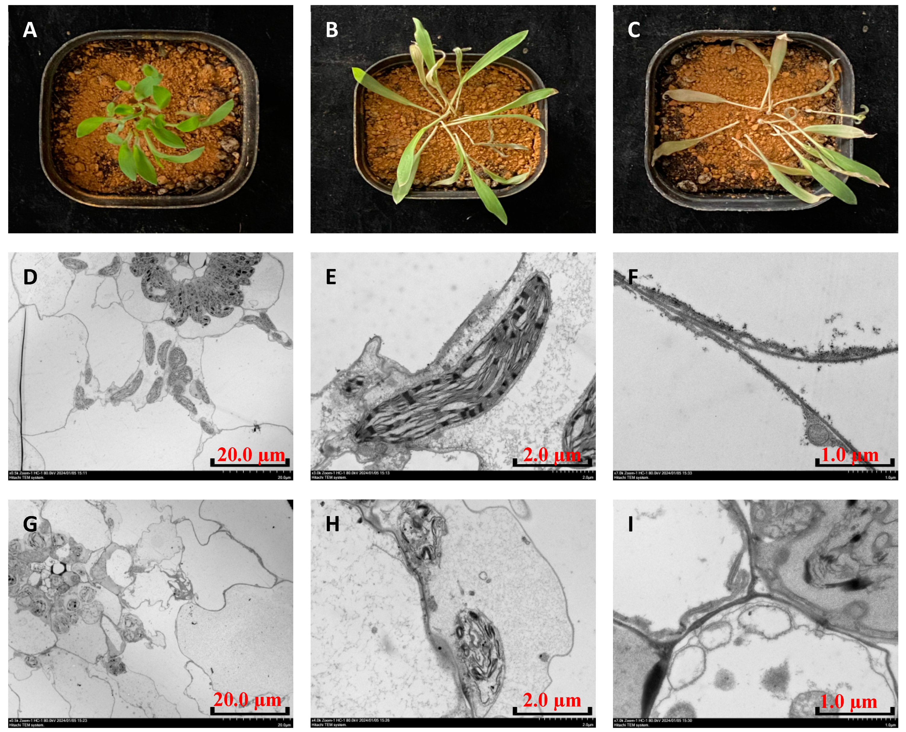 Agronomy 14 02124 g006