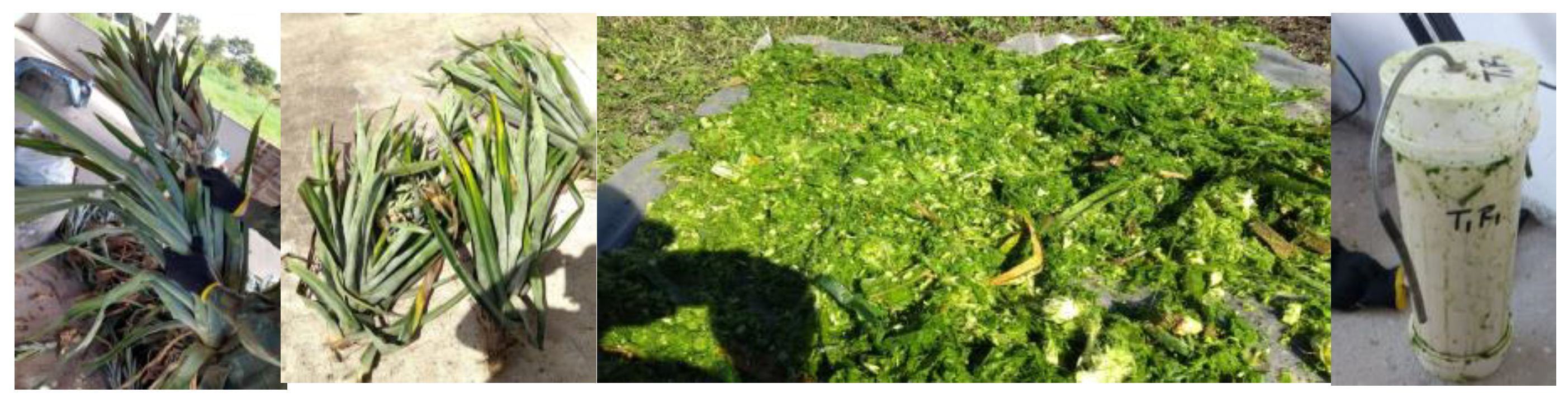 Agronomy 14 02140 g001 Agronomy 14 02140 g001