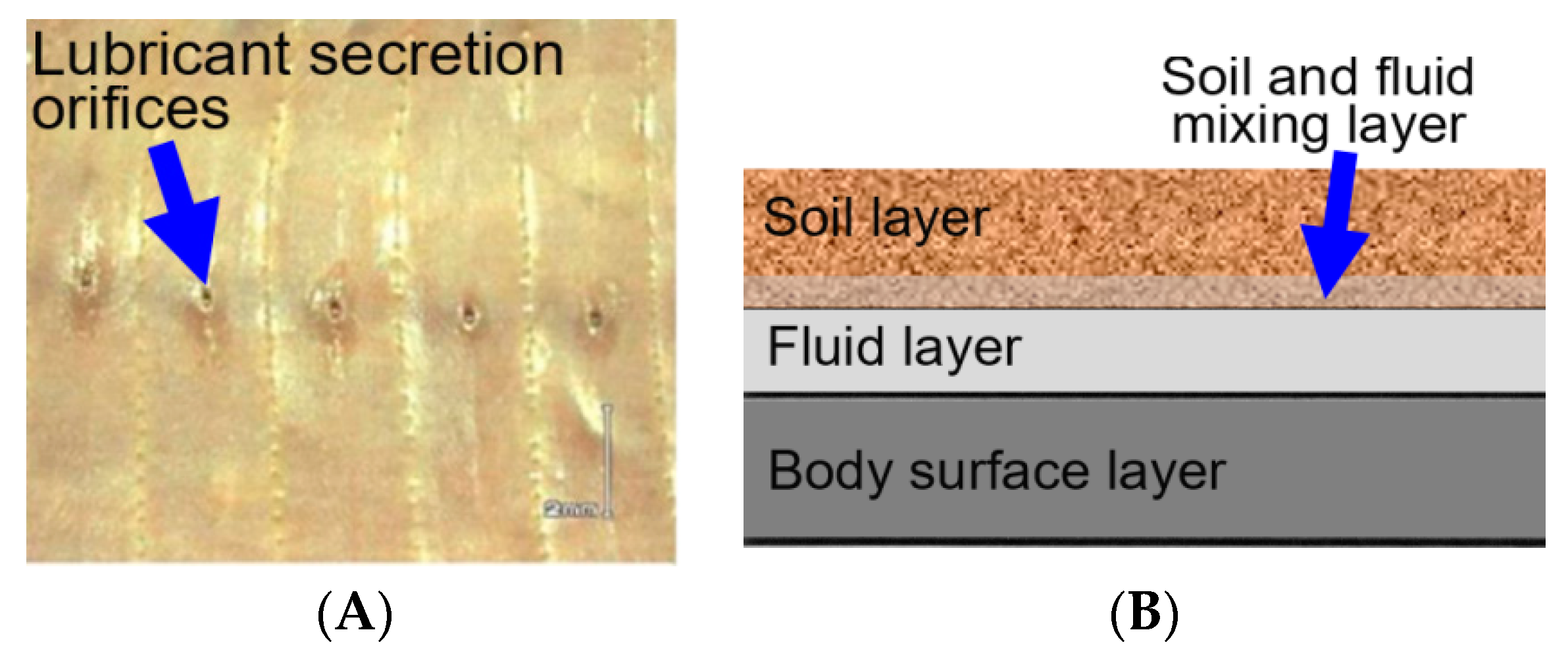 Agronomy 14 02163 g004