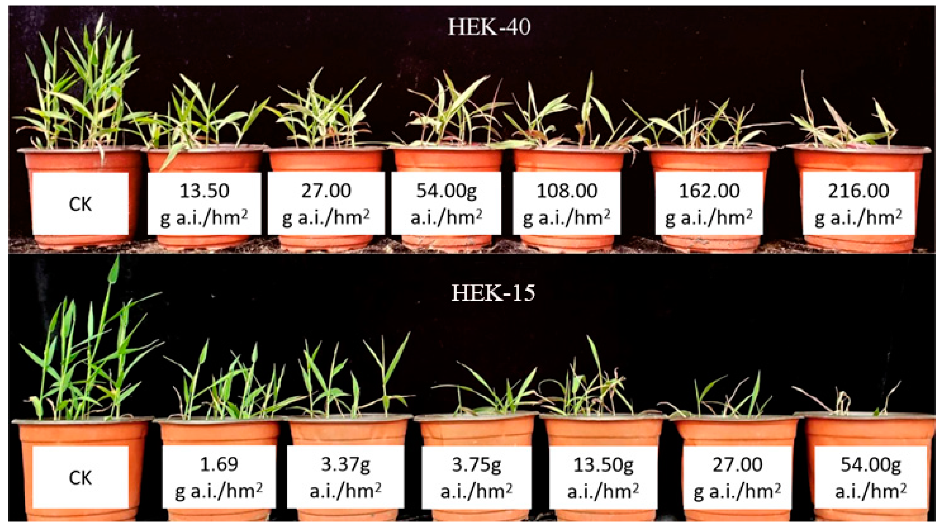 Agronomy 14 02210 g001