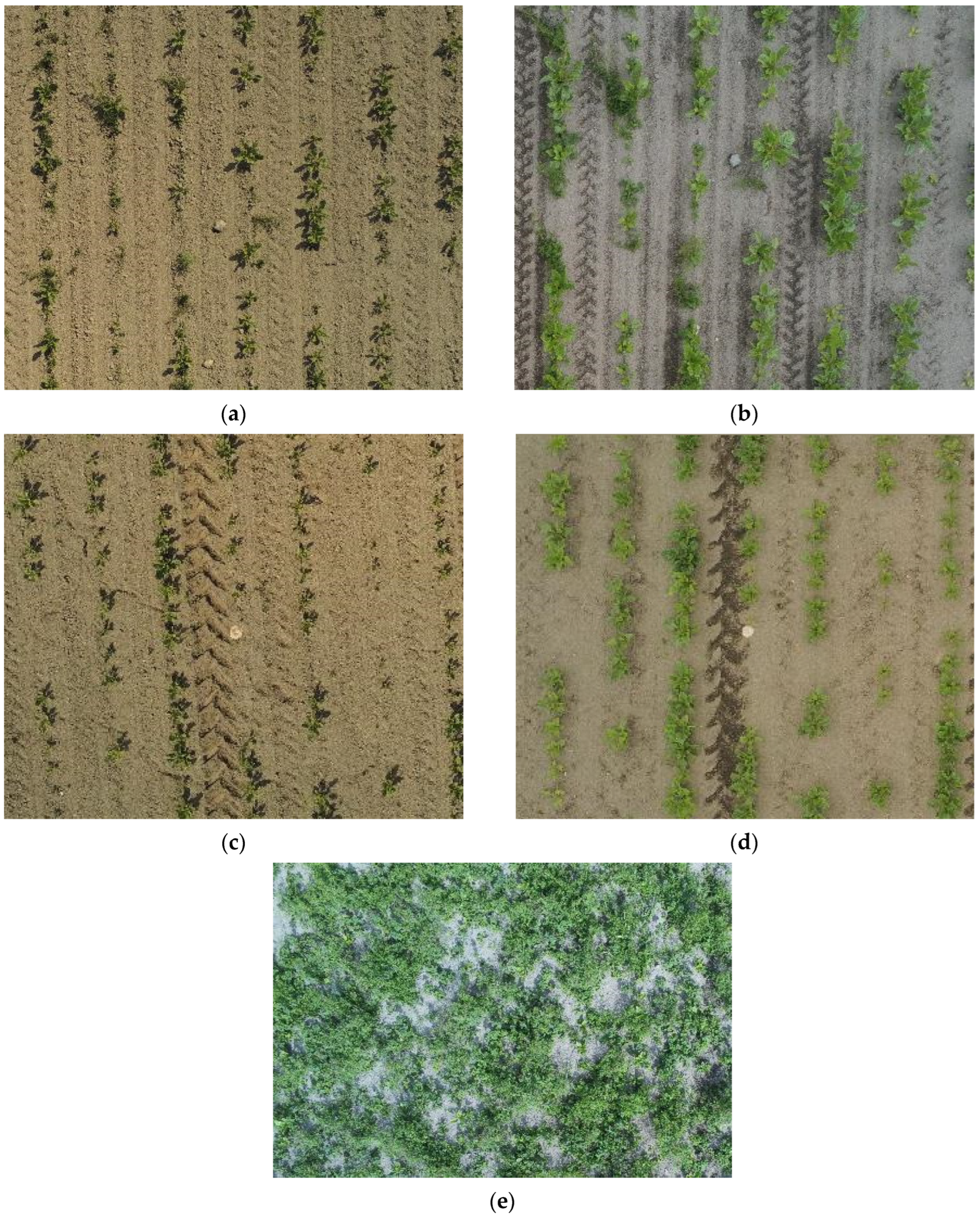 Agronomy 14 02215 g007