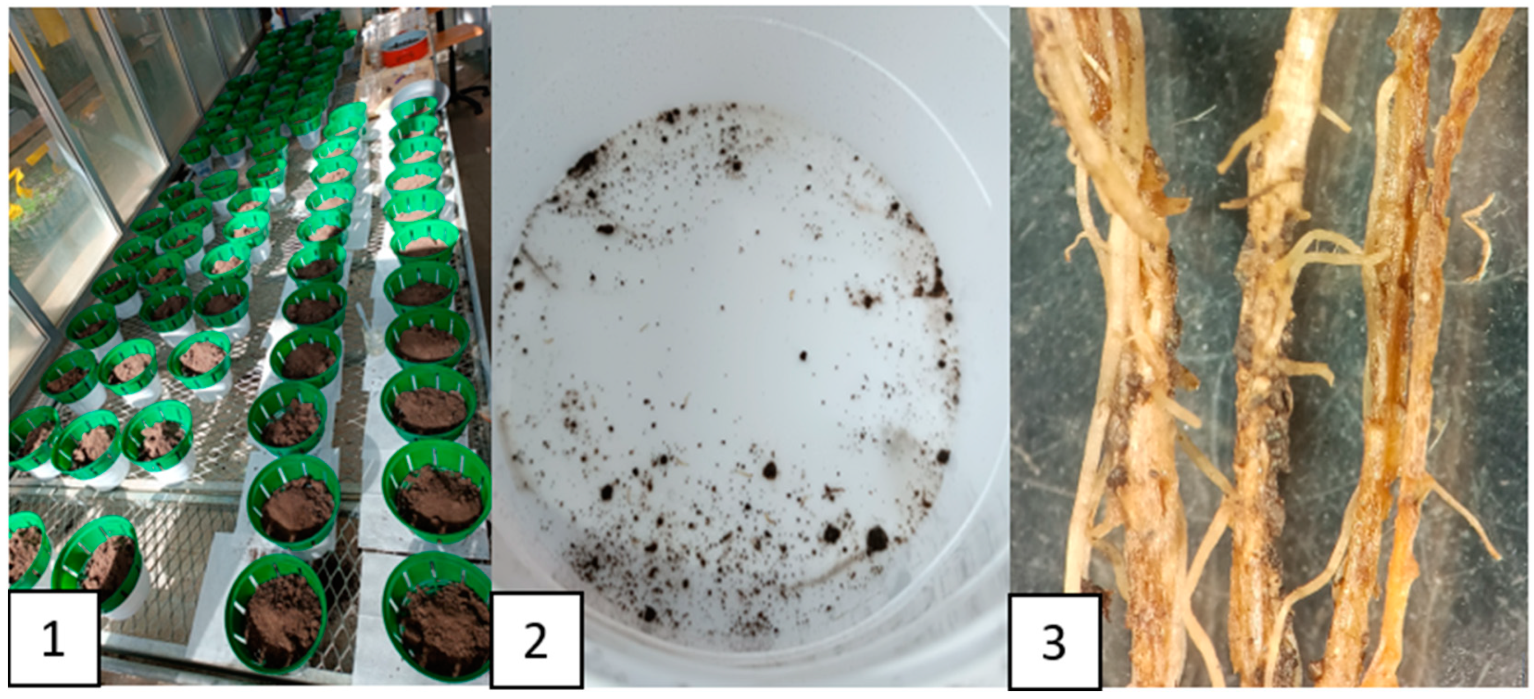 Agronomy 14 02239 g001 Agronomy 14 02239 g001