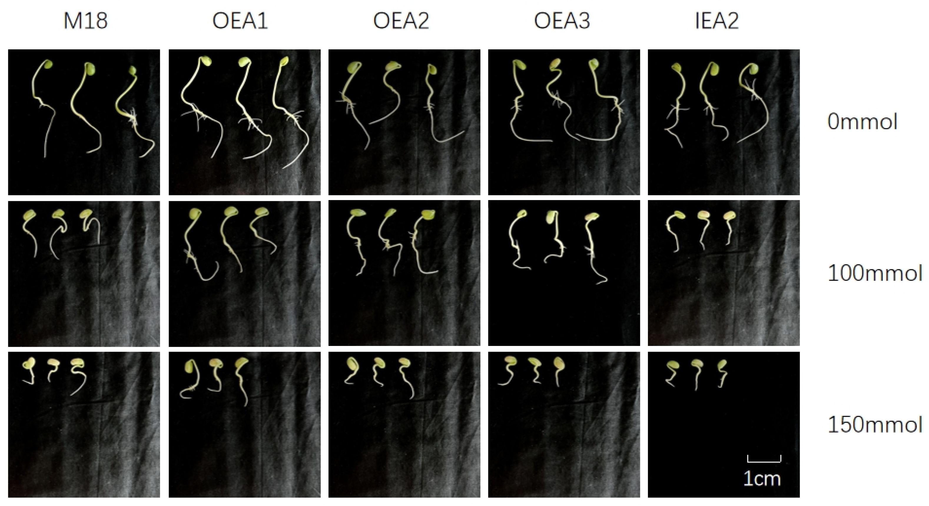 Agronomy 14 02276 g001