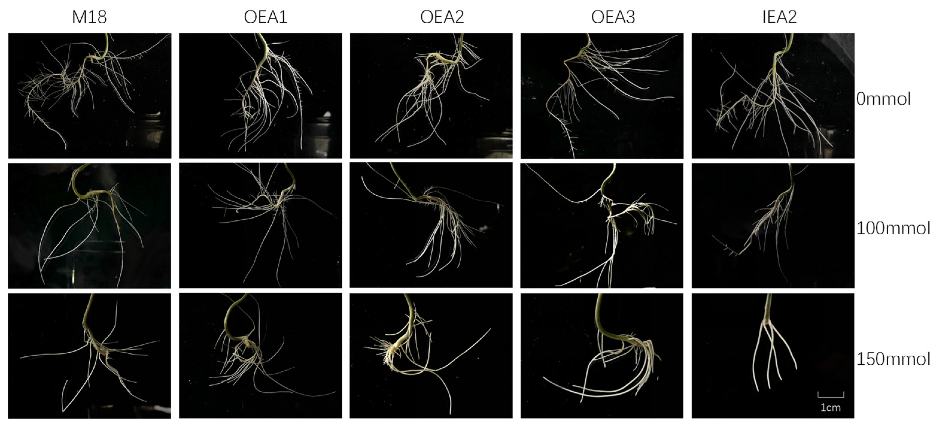 Agronomy 14 02276 g005