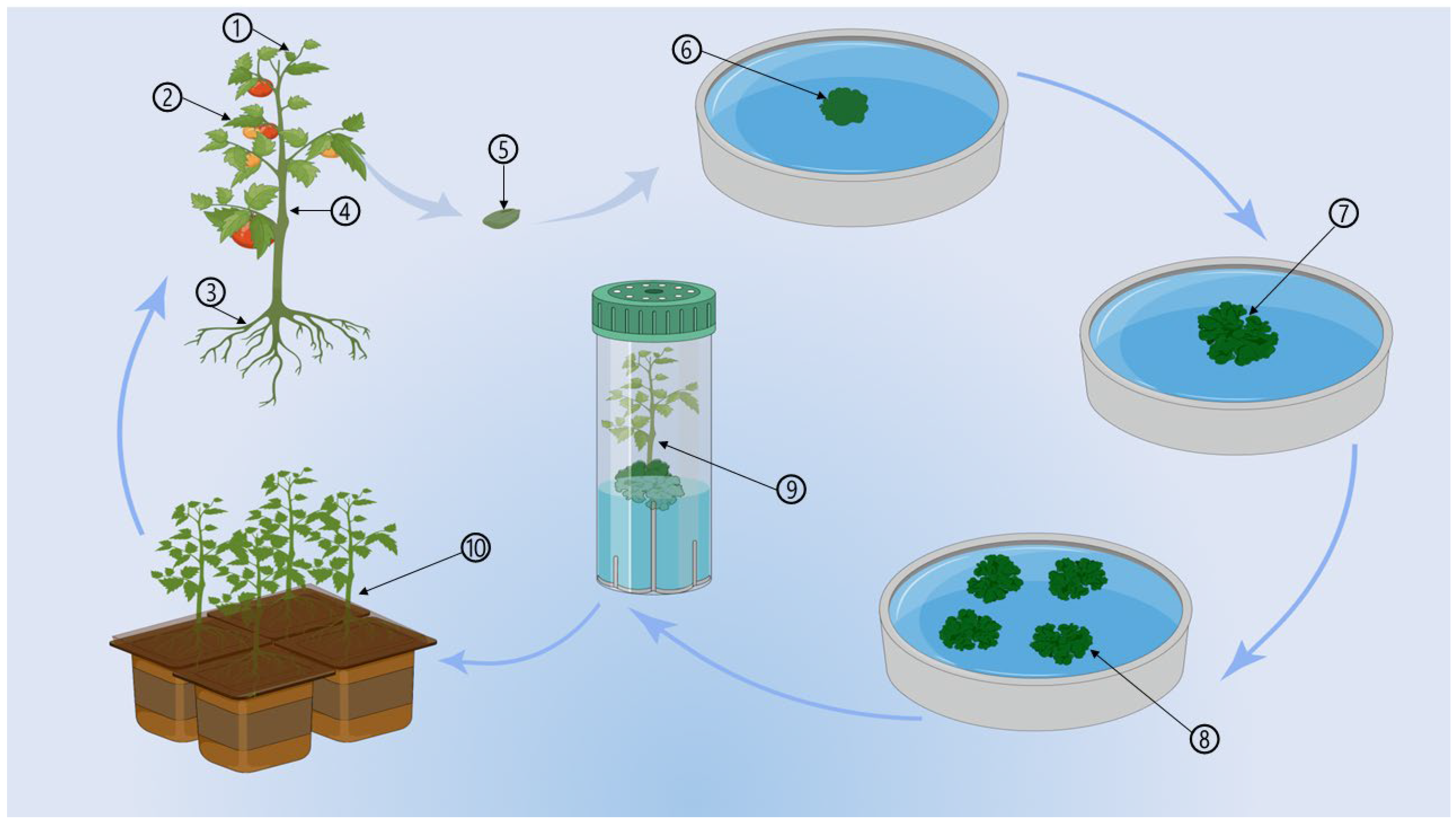Agronomy 14 02289 g001 Agronomy 14 02289 g001