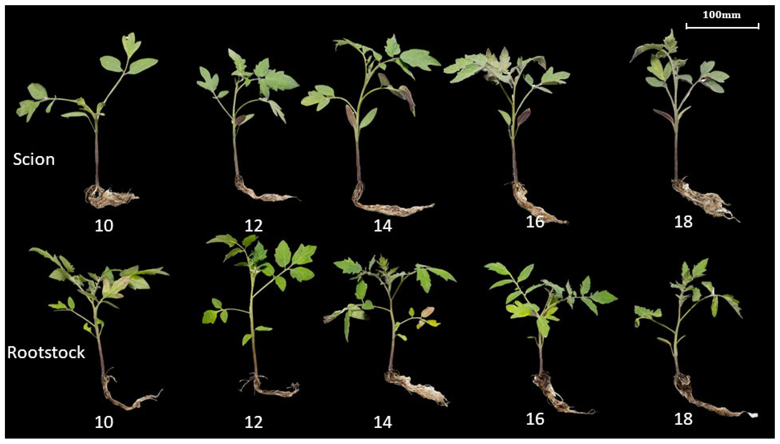 Agronomy 14 02322 g008