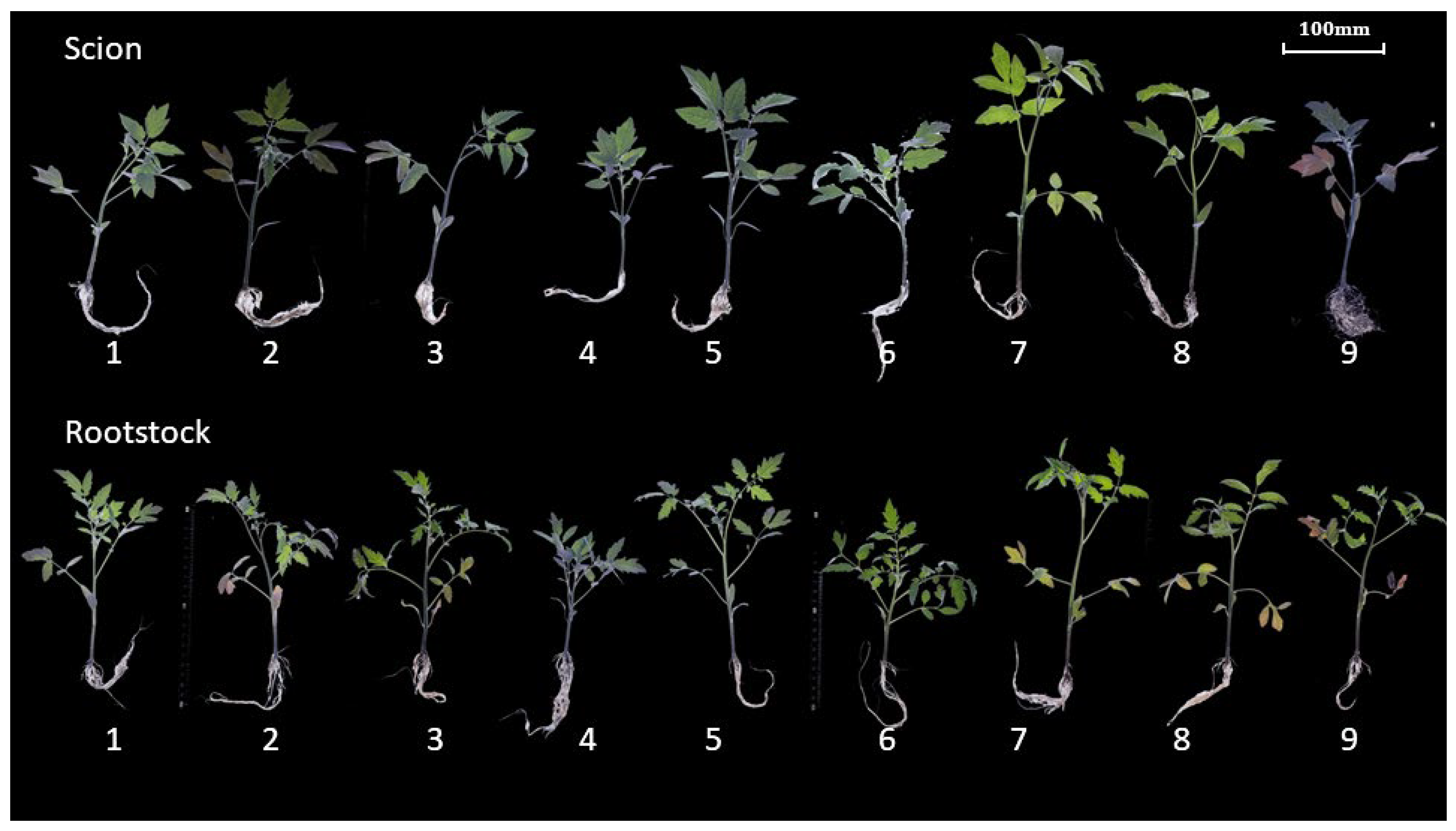 Agronomy 14 02322 g012