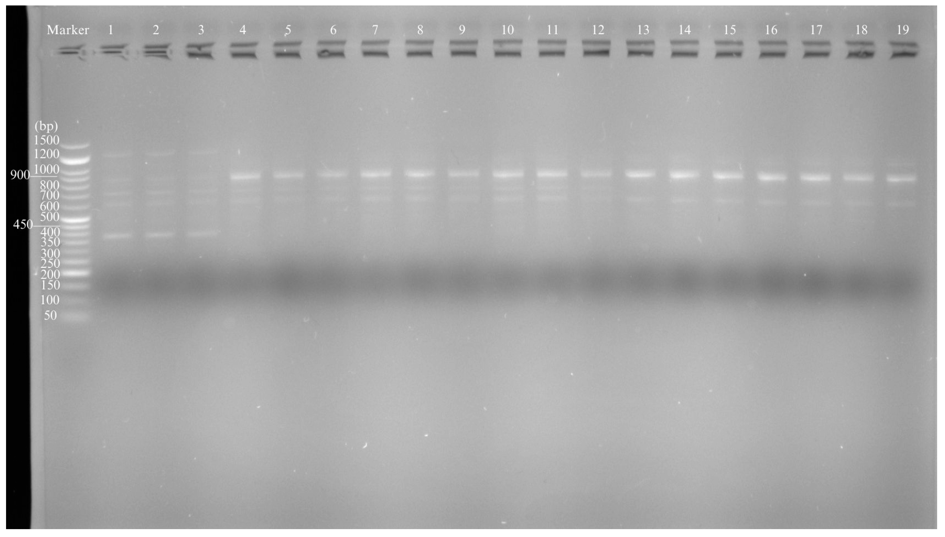 Agronomy 14 02324 g005