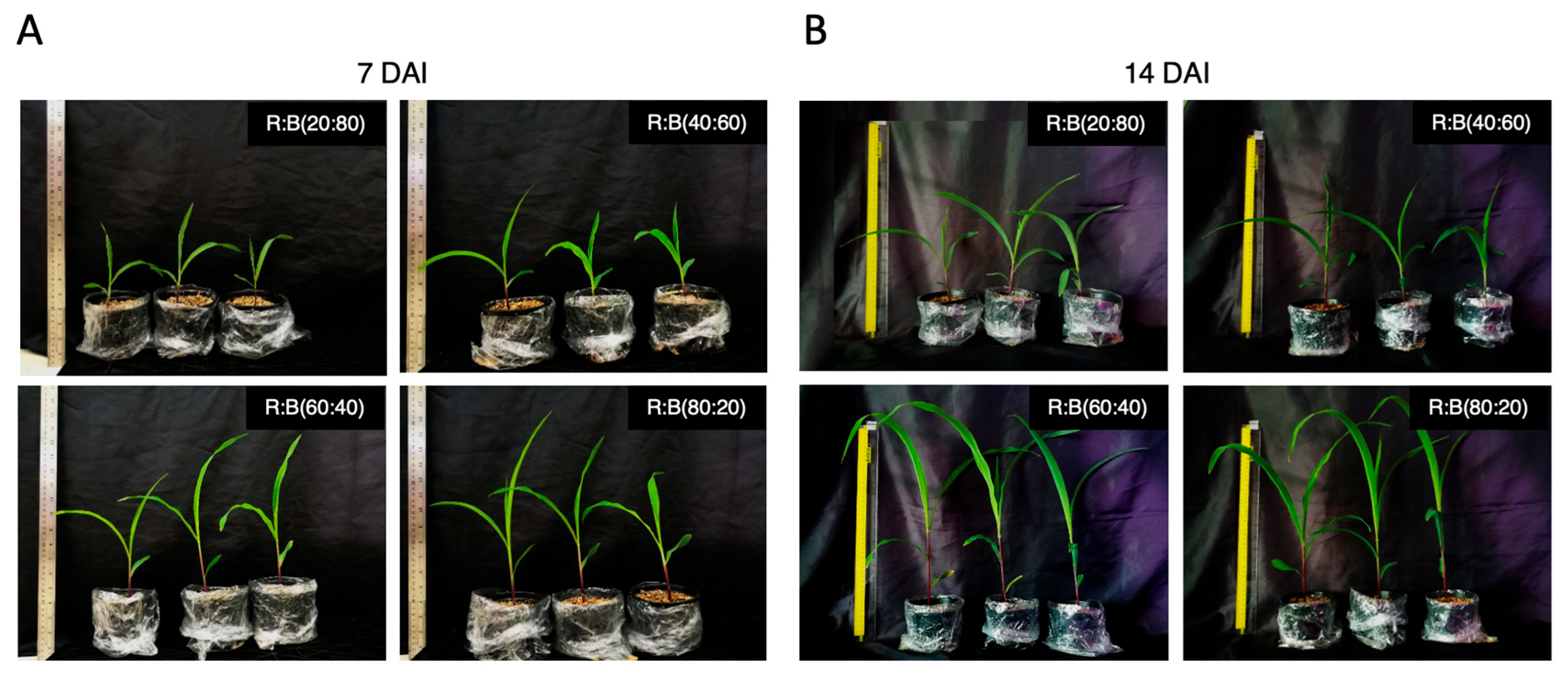 Agronomy 14 02342 g001
