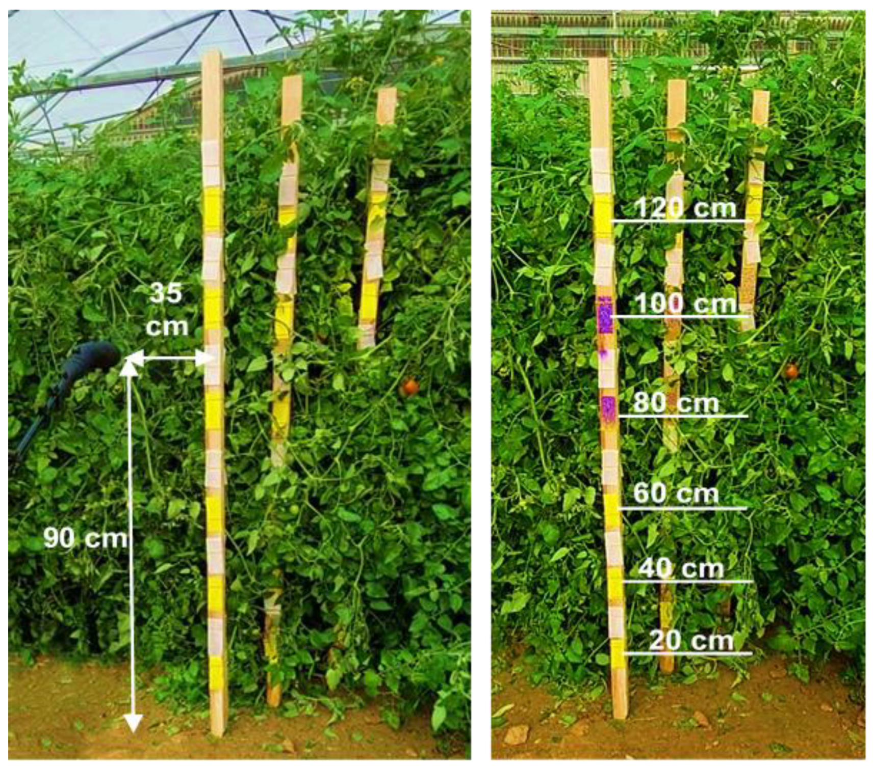 Agronomy 14 02343 g006