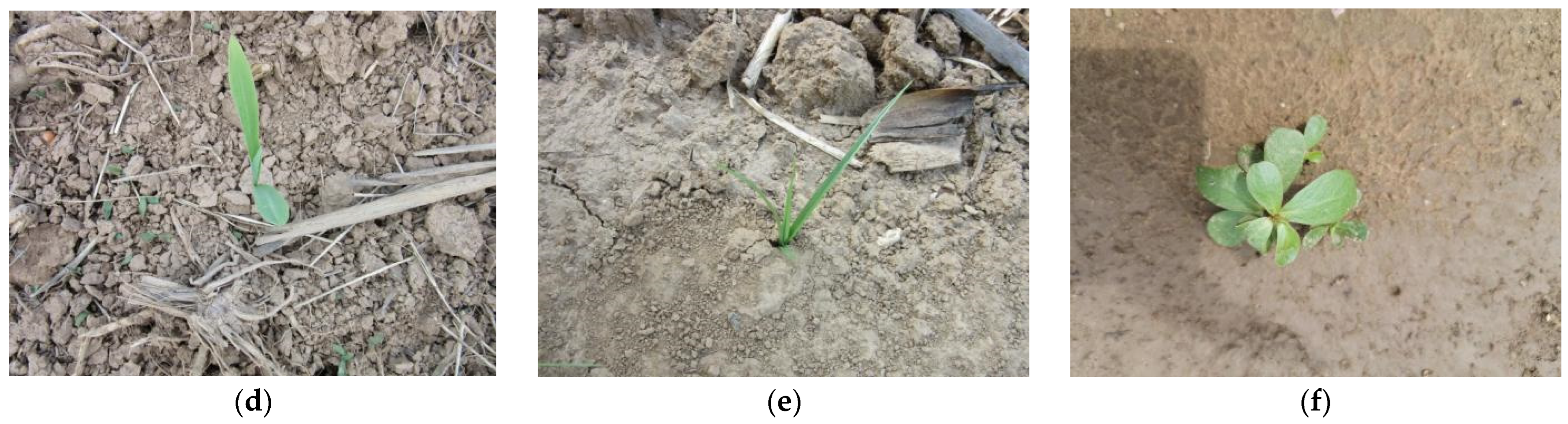 Agronomy 14 02355 g001b