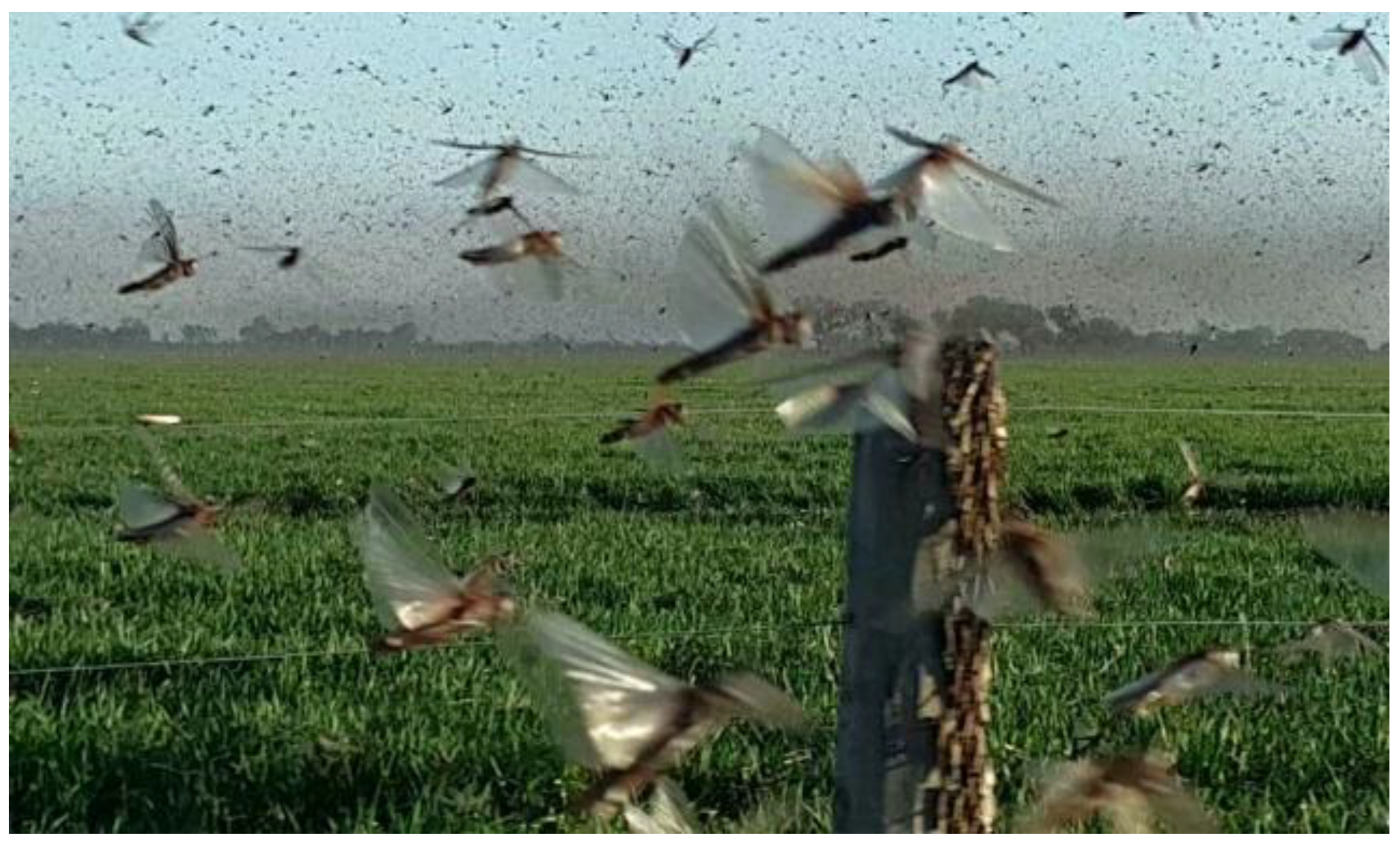 Agronomy 14 02369 g001