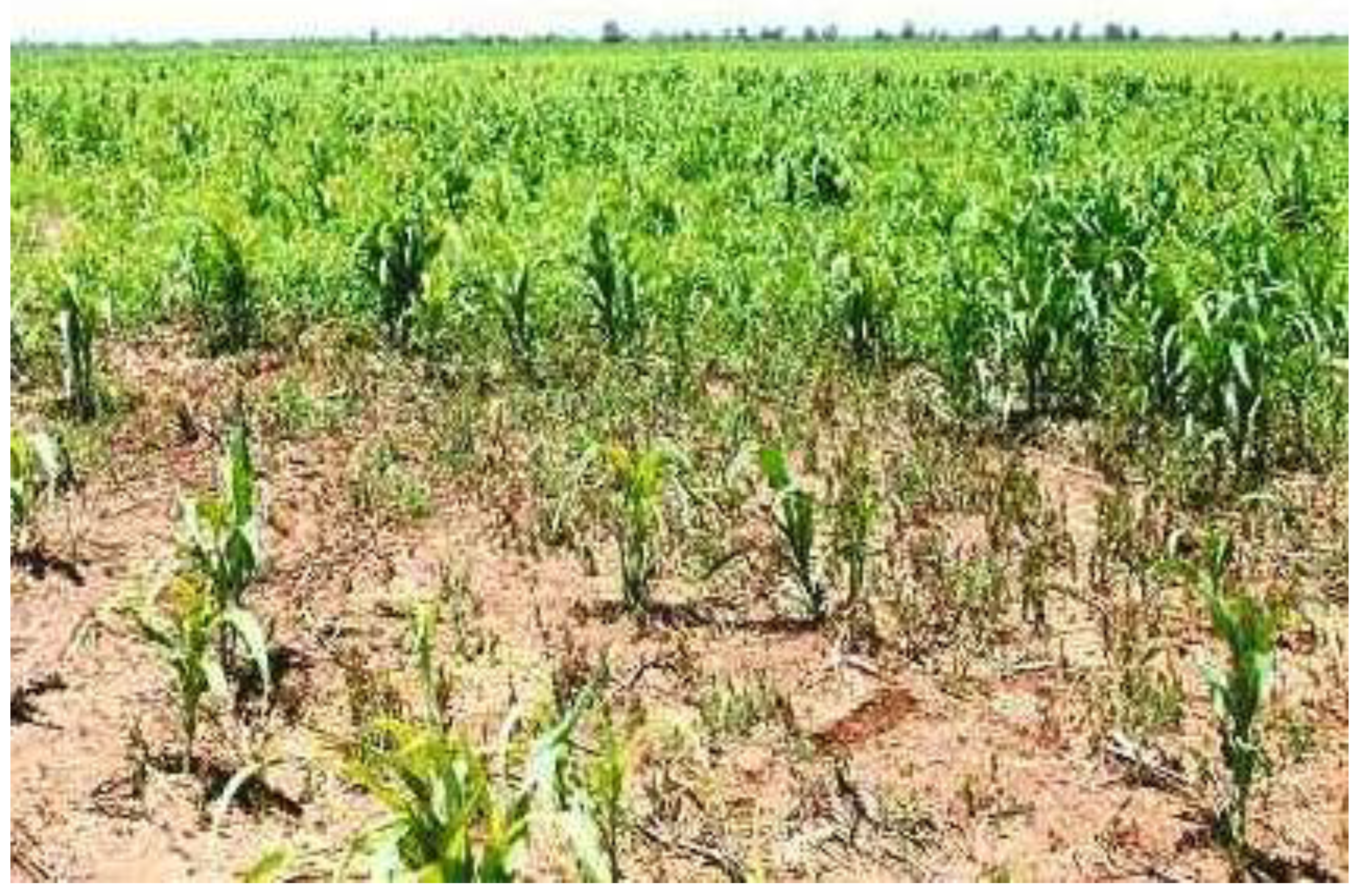 Agronomy 14 02369 g002