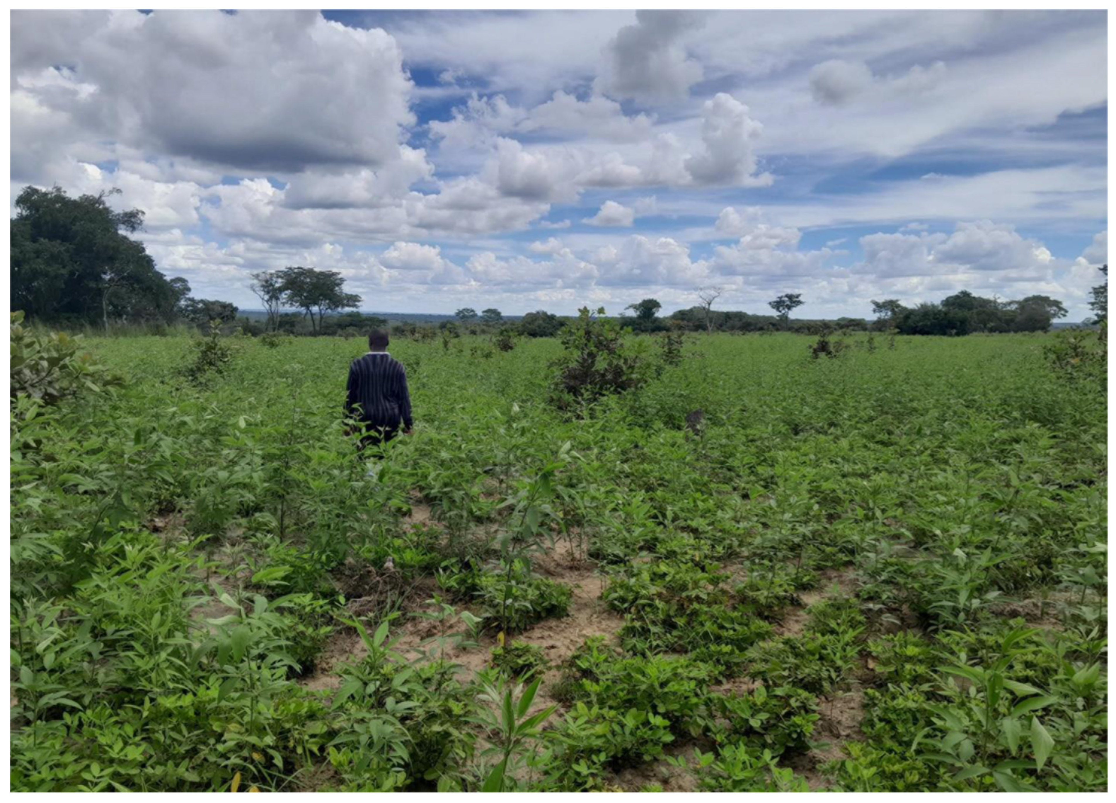 Agronomy 14 02423 g001