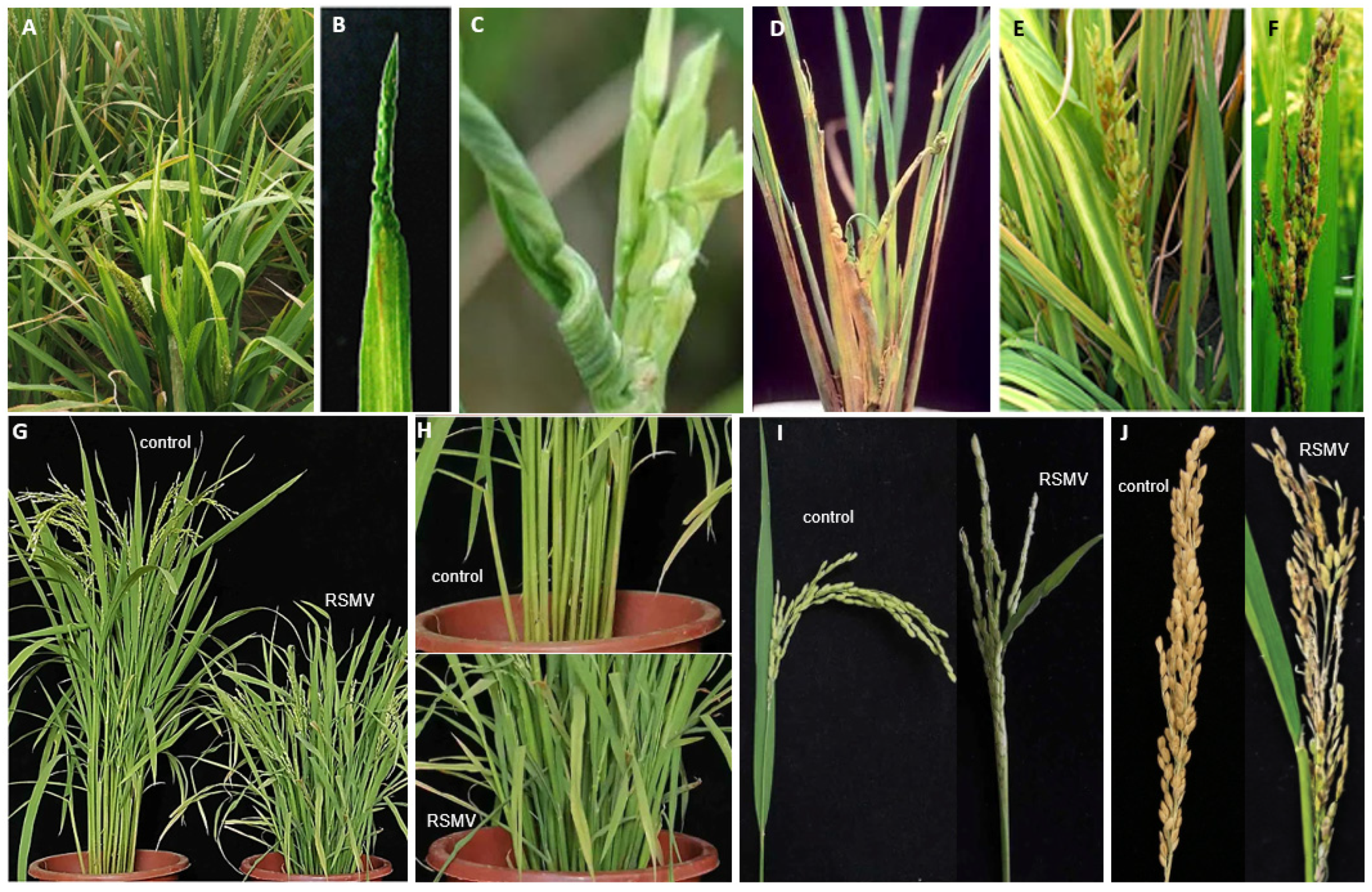 Agronomy 14 02442 g003