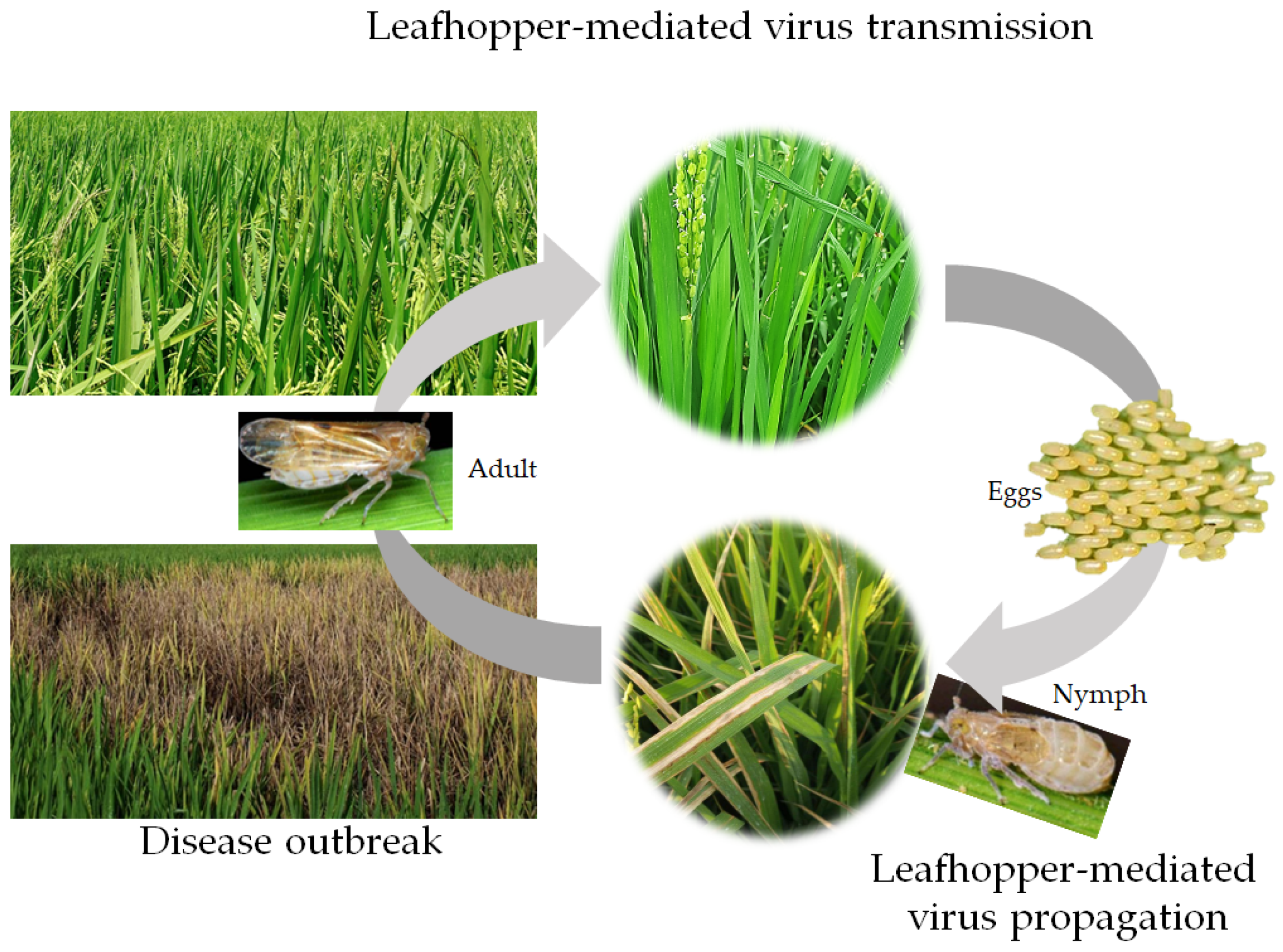 Agronomy 14 02442 g004