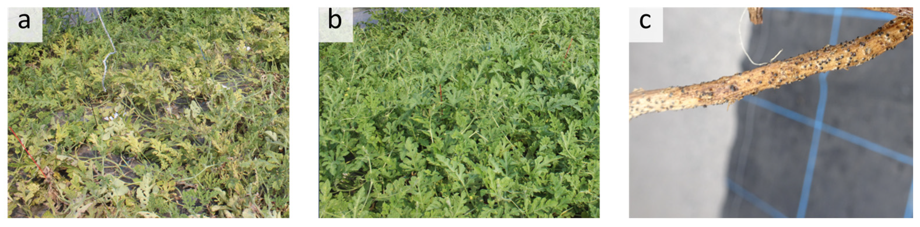 Agronomy 14 02471 g001