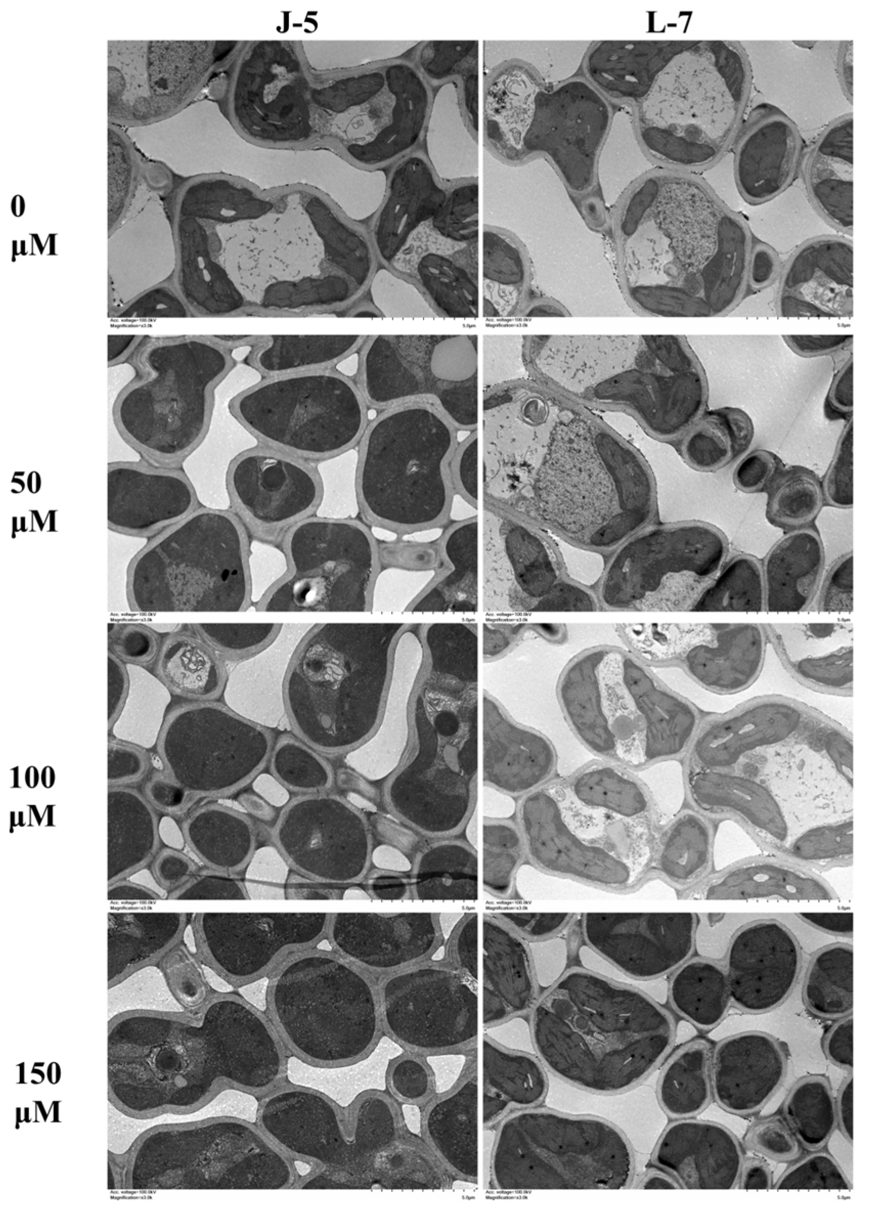 Agronomy 14 02524 g005