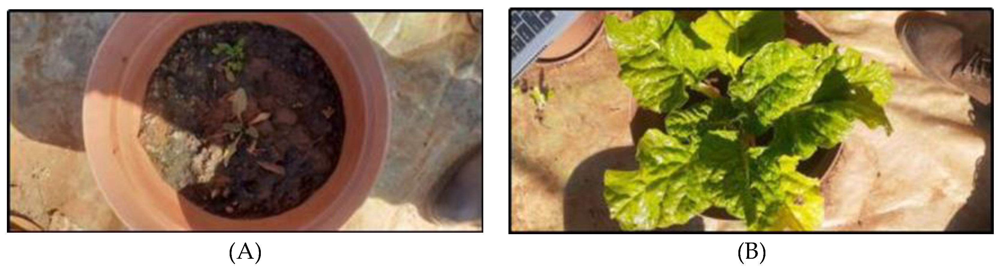 Agronomy 14 02539 g012