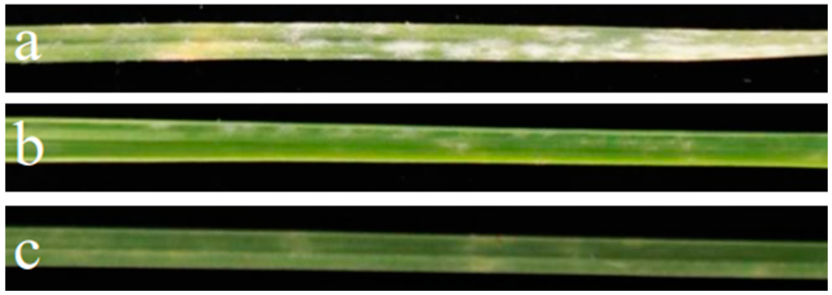 Agronomy 14 02543 g001