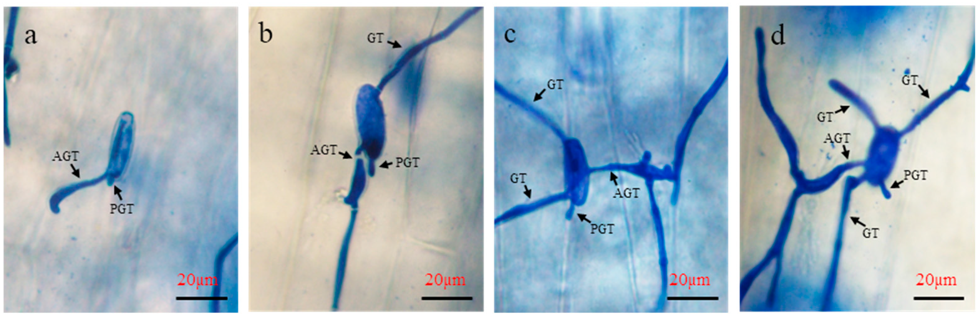 Agronomy 14 02543 g003