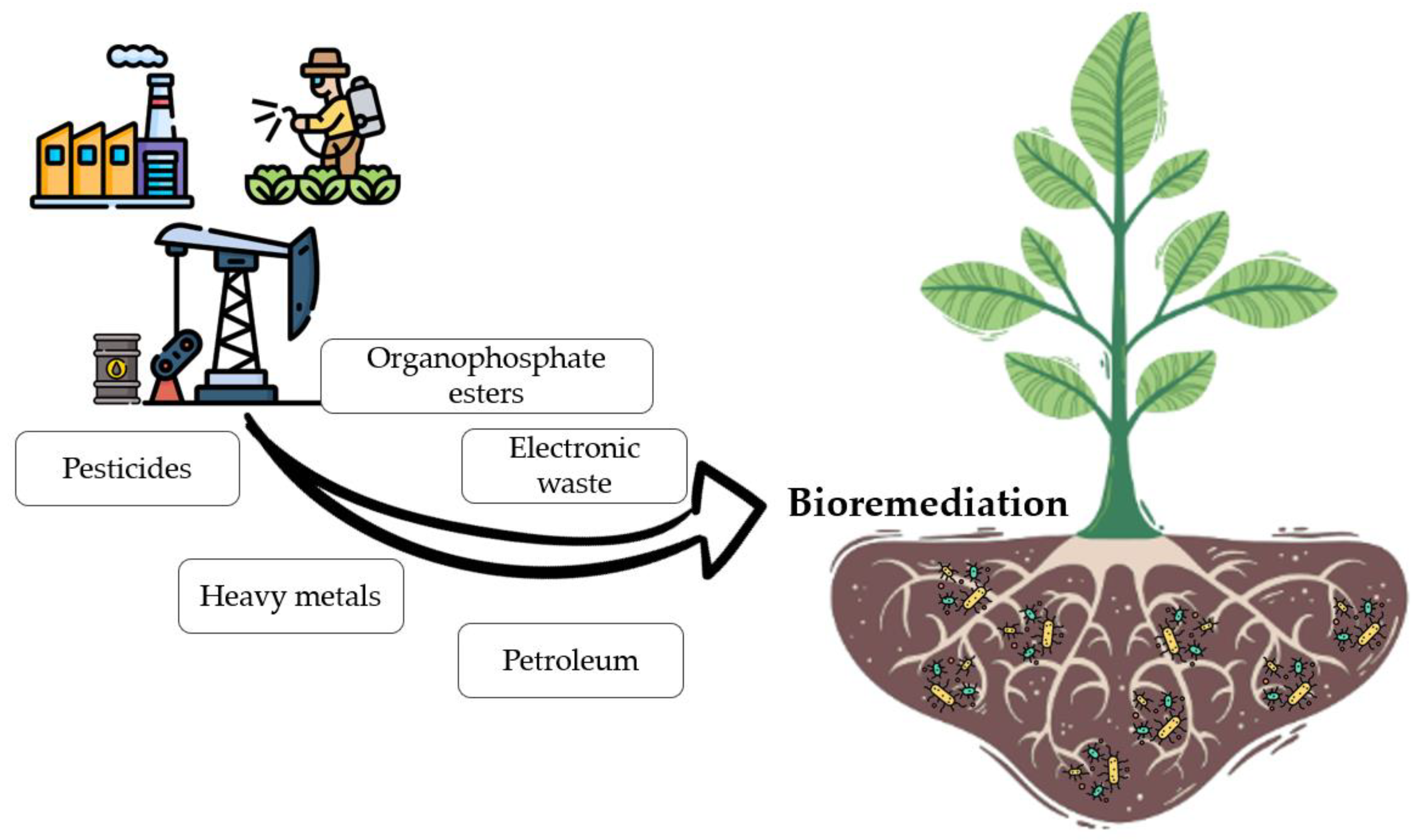 Agronomy 14 02637 g001