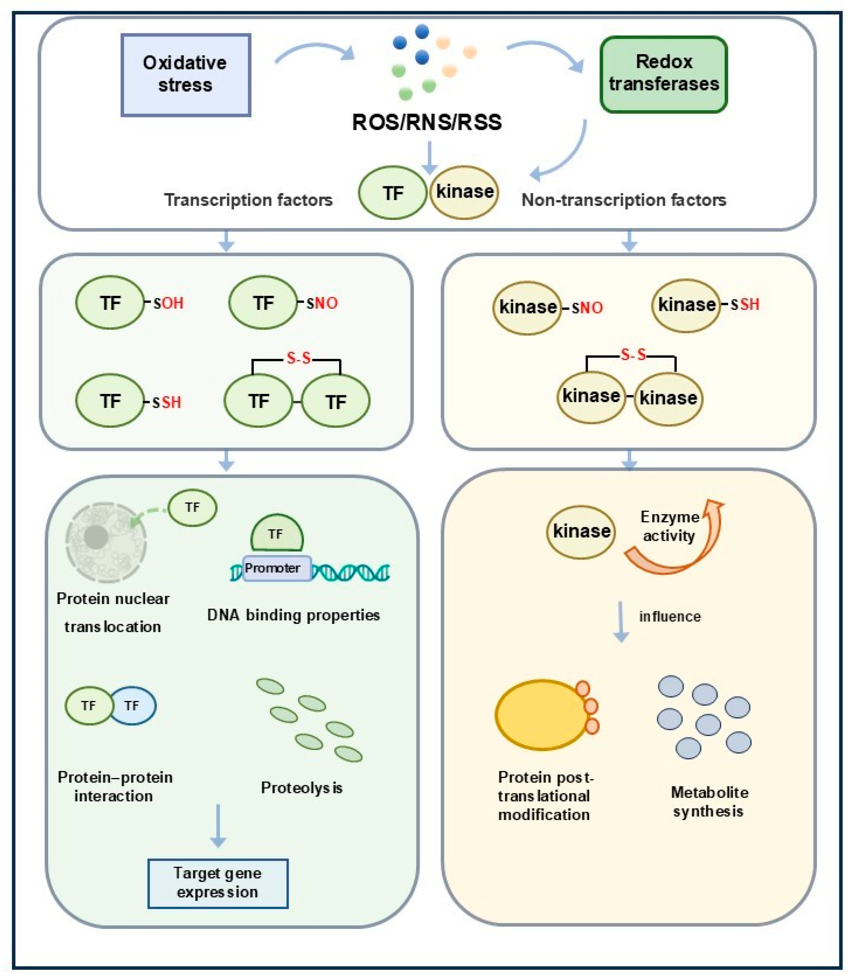 Cysteine Thiol-Based Oxidative Post-Translational Modifications Fine ...