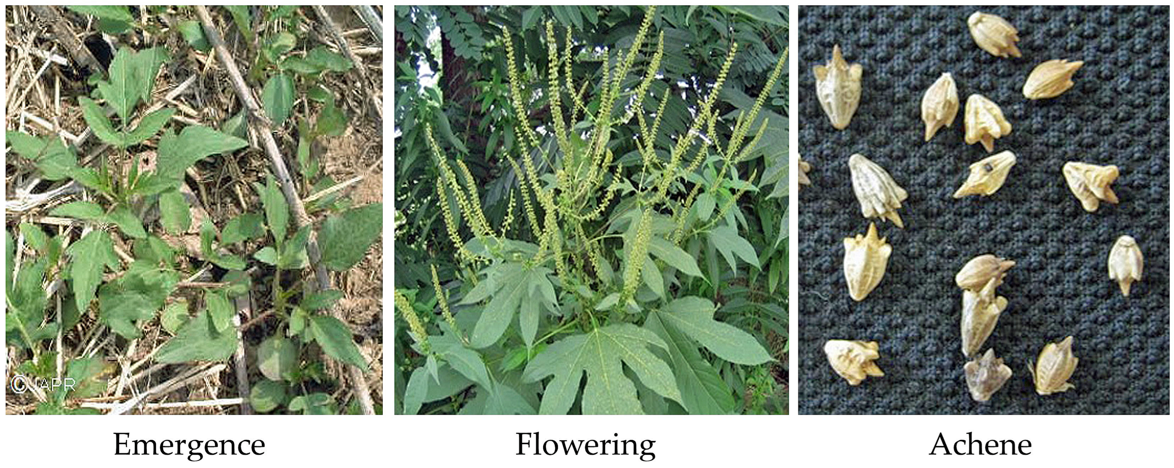 Agronomy 14 02868 g001 Agronomy 14 02868 g001