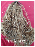 Agronomy 14 02878 i006