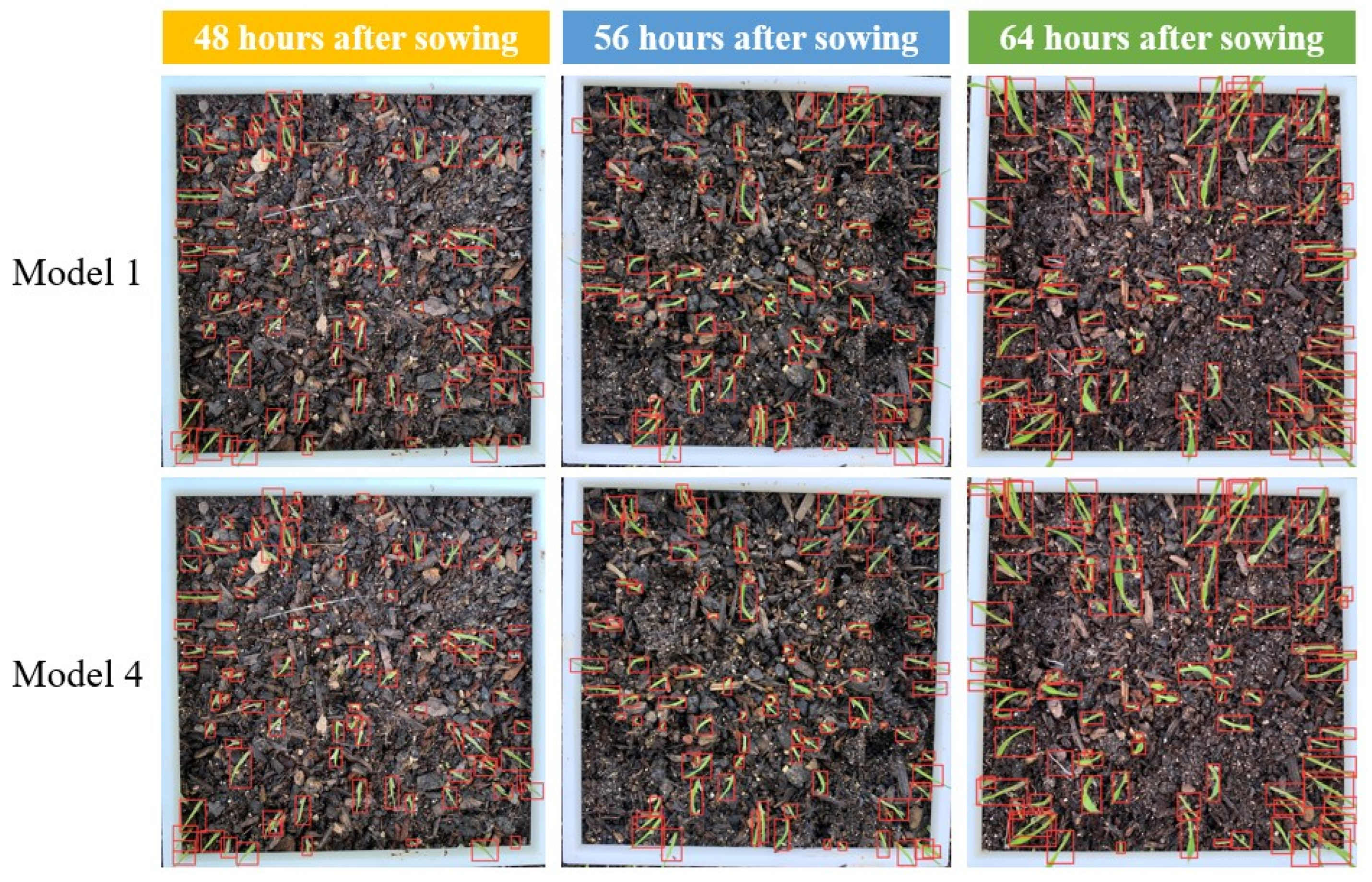 Agronomy 14 03066 g004