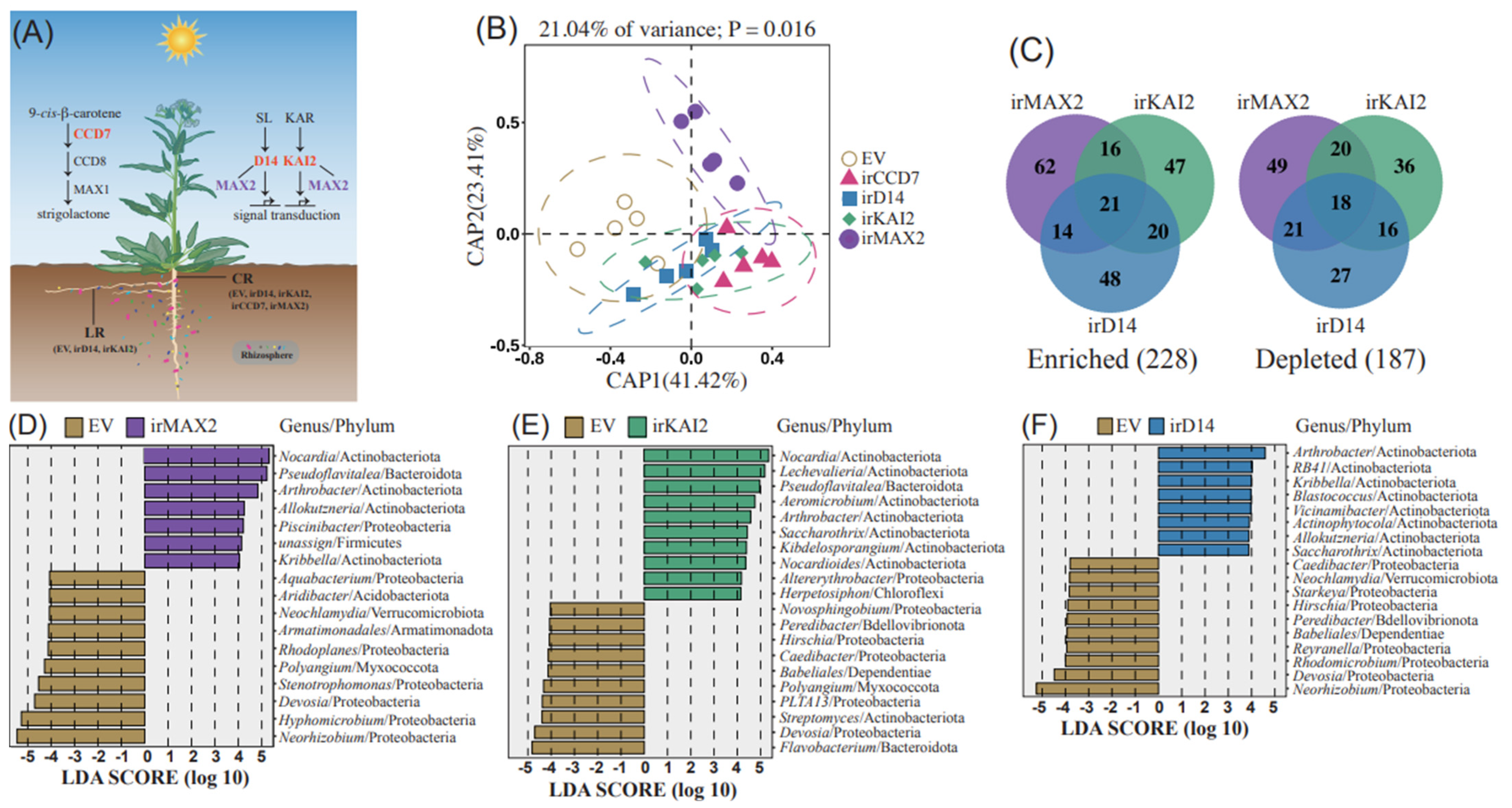 Agronomy 15 00044 g001
