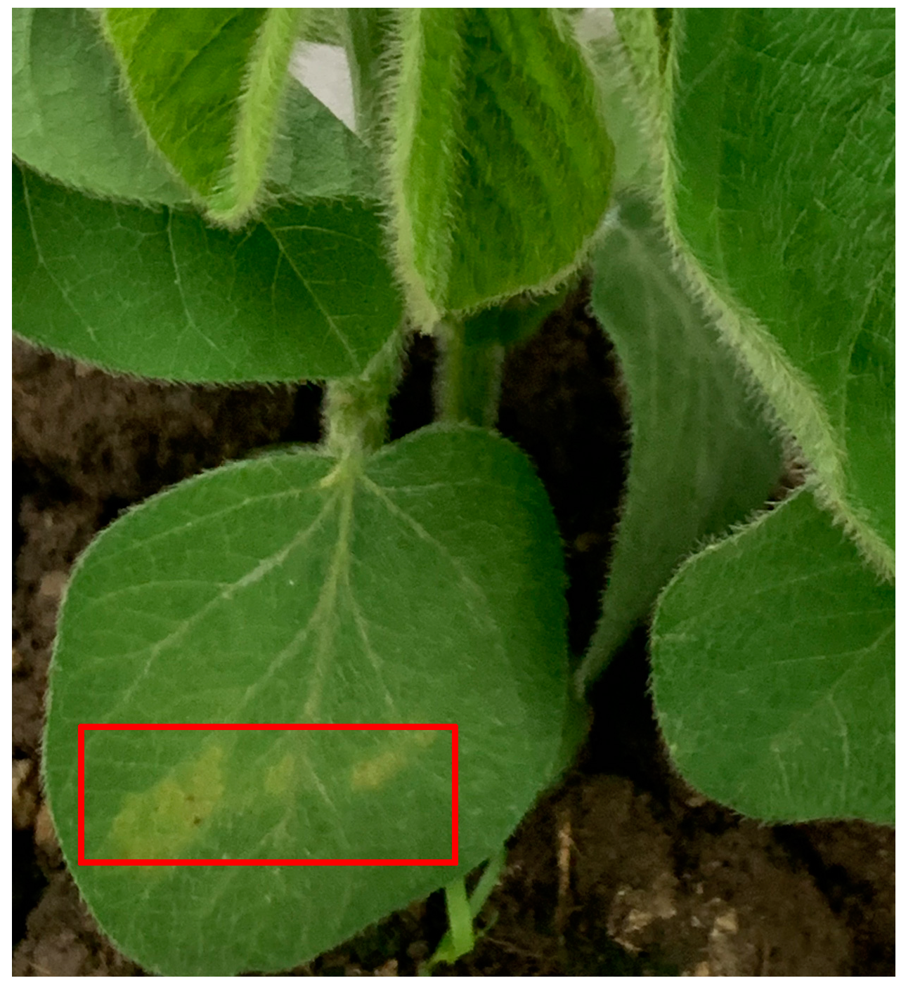 Agronomy 15 00050 g005