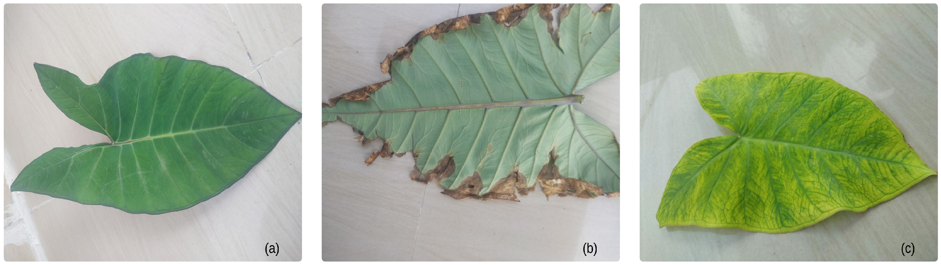 Agronomy 15 00077 g002