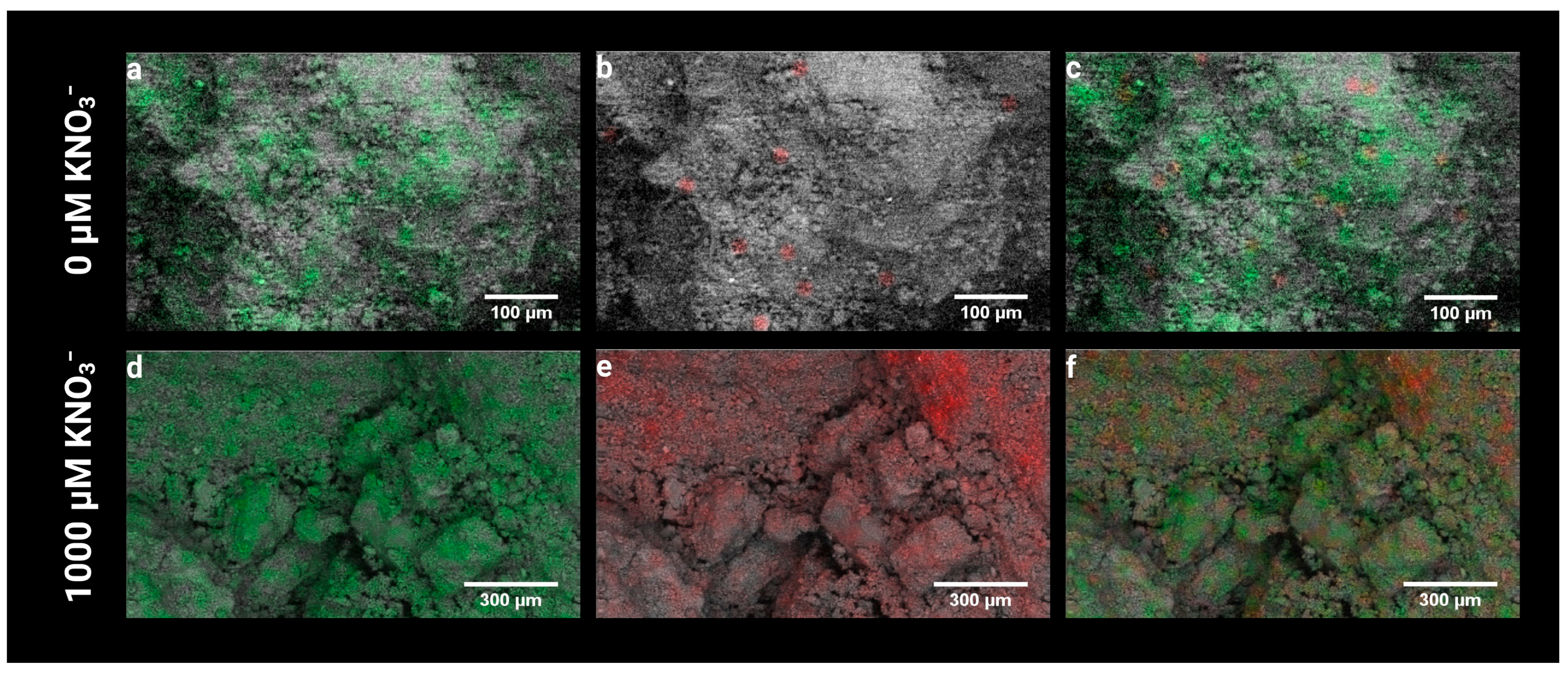 Agronomy 15 00156 g004
