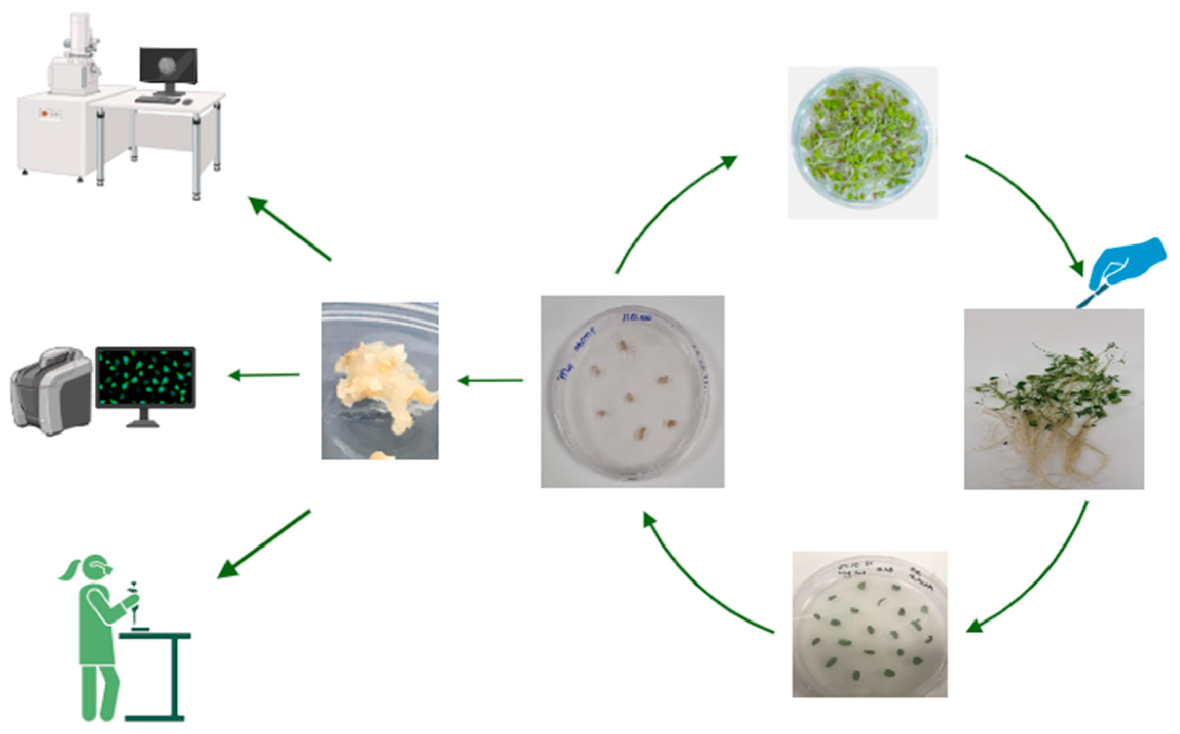 Agronomy 15 00180 g001