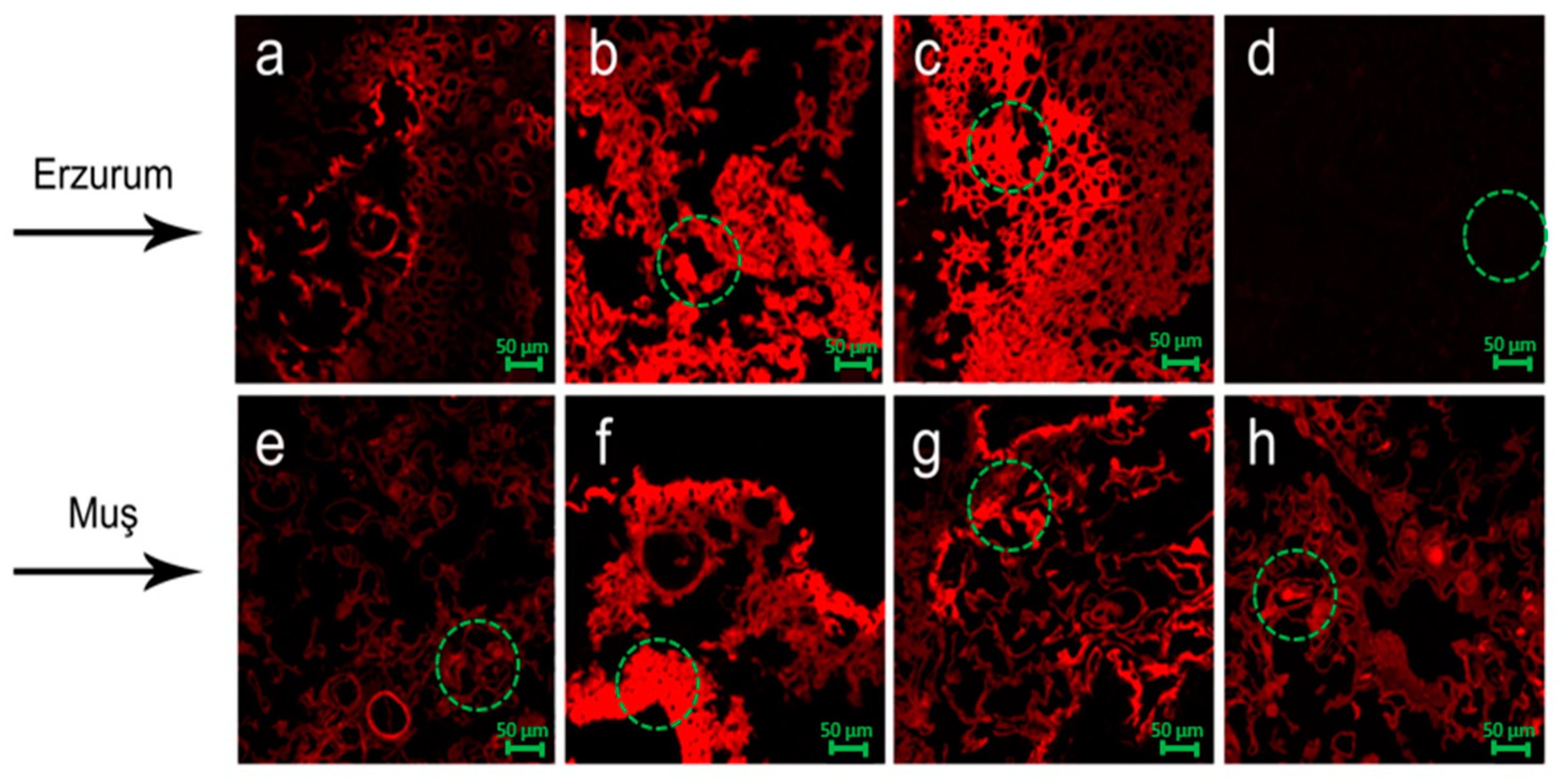 Agronomy 15 00180 g005