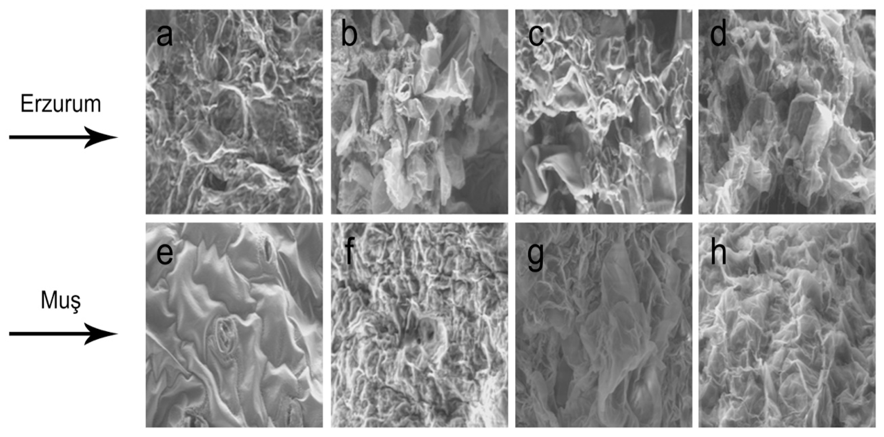 Agronomy 15 00180 g006