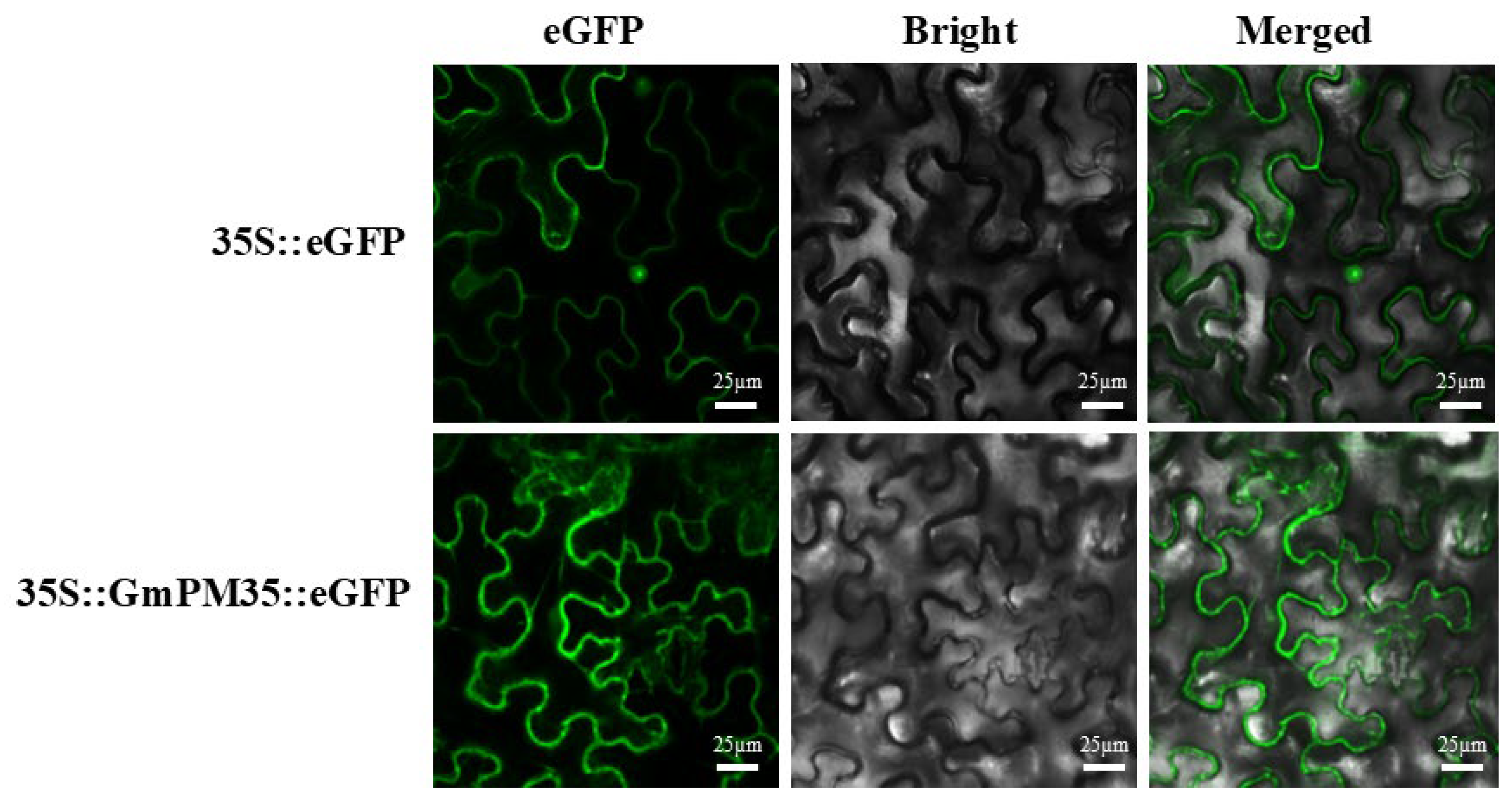 Agronomy 15 00192 g001 Agronomy 15 00192 g001