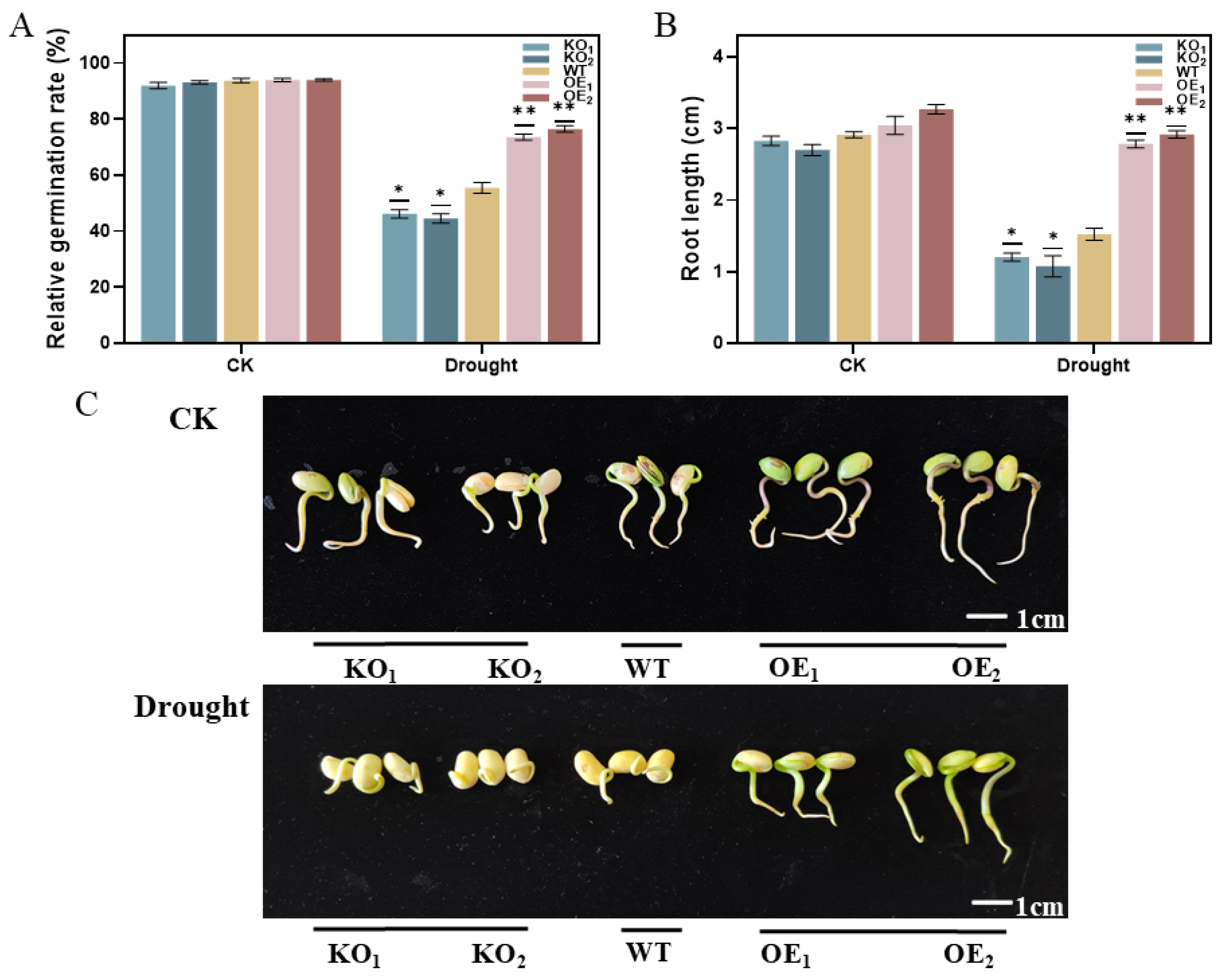 Agronomy 15 00192 g011 Agronomy 15 00192 g011