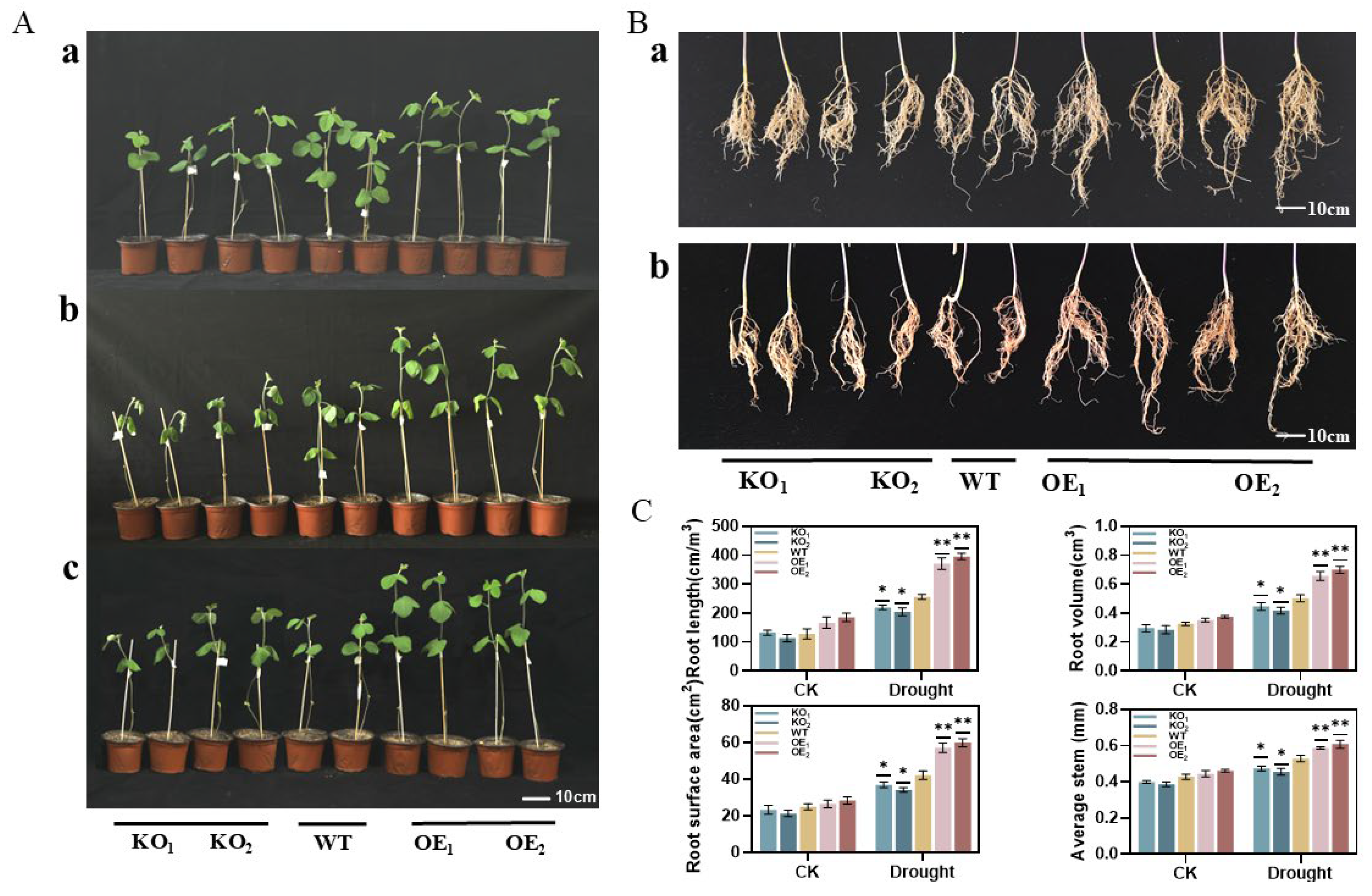 Agronomy 15 00192 g012 Agronomy 15 00192 g012