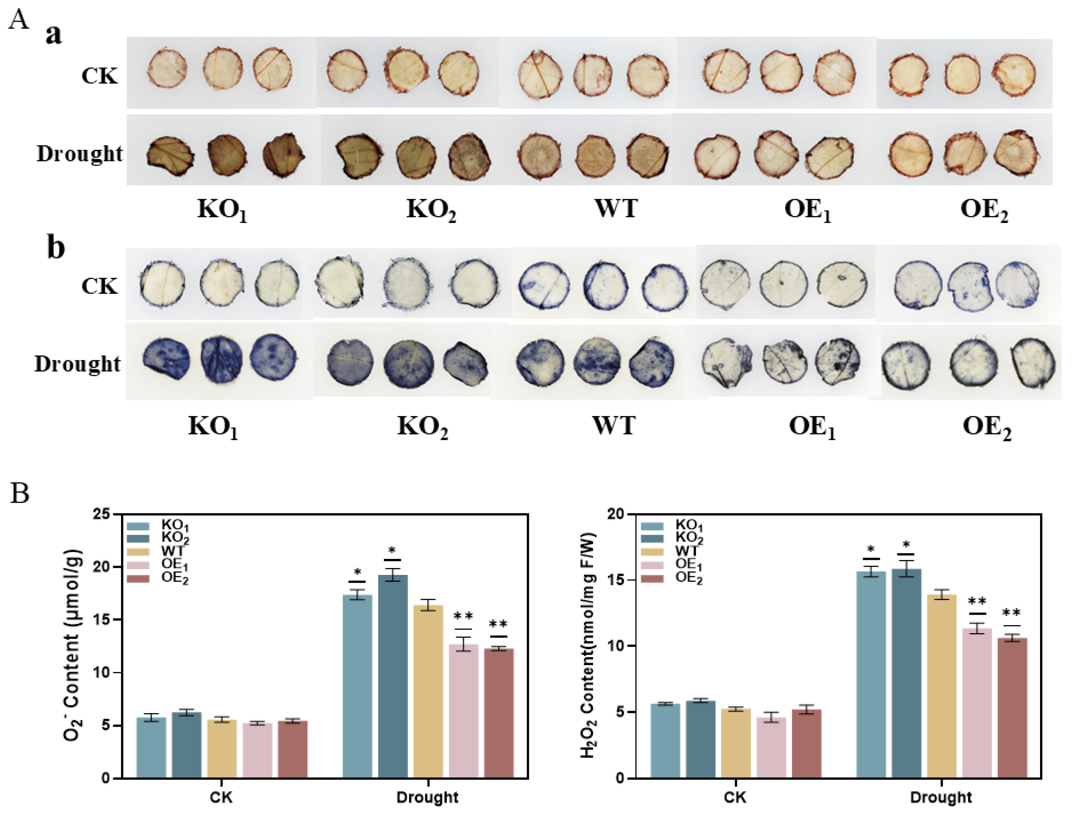 Agronomy 15 00192 g014 Agronomy 15 00192 g014