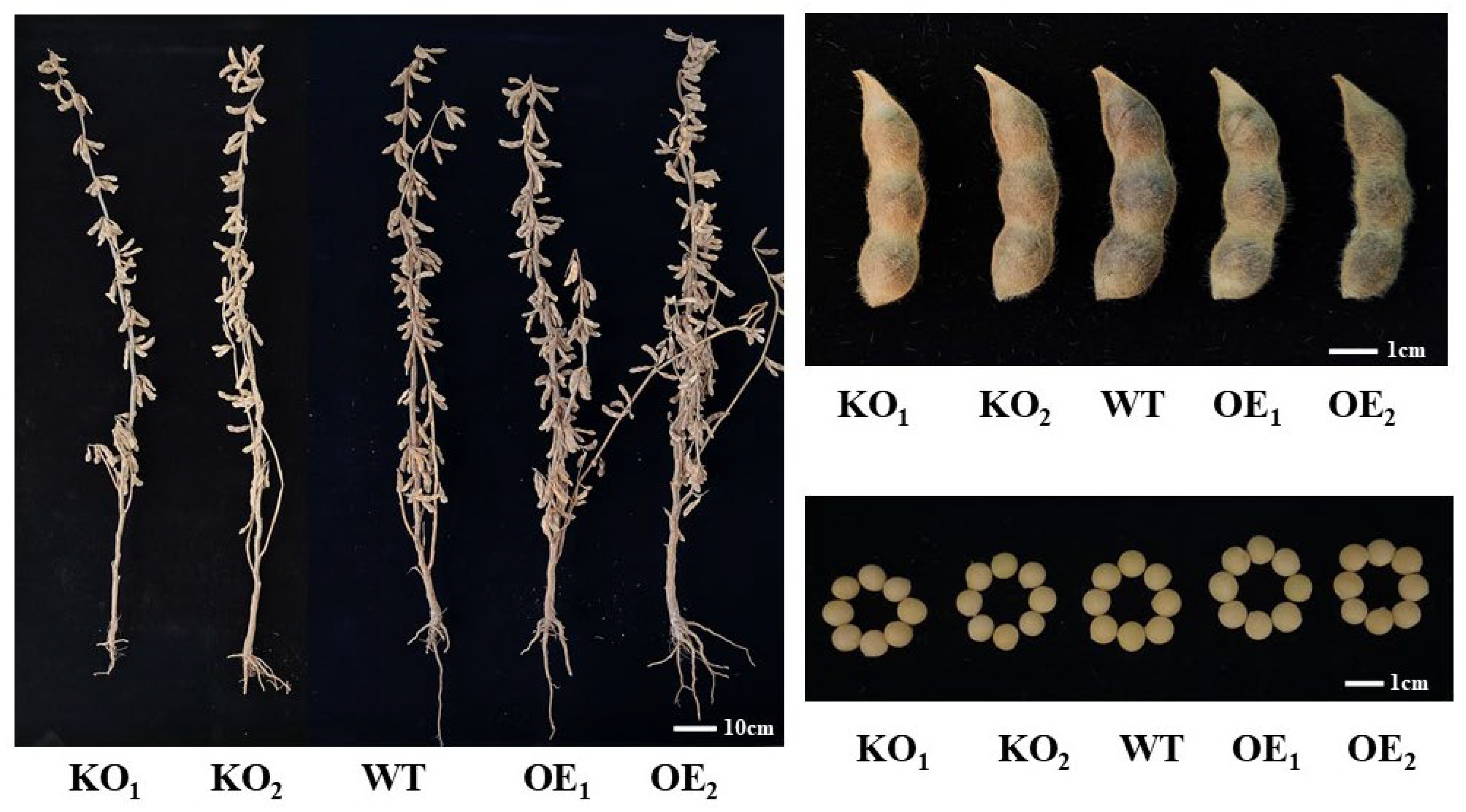 Agronomy 15 00192 g015 Agronomy 15 00192 g015