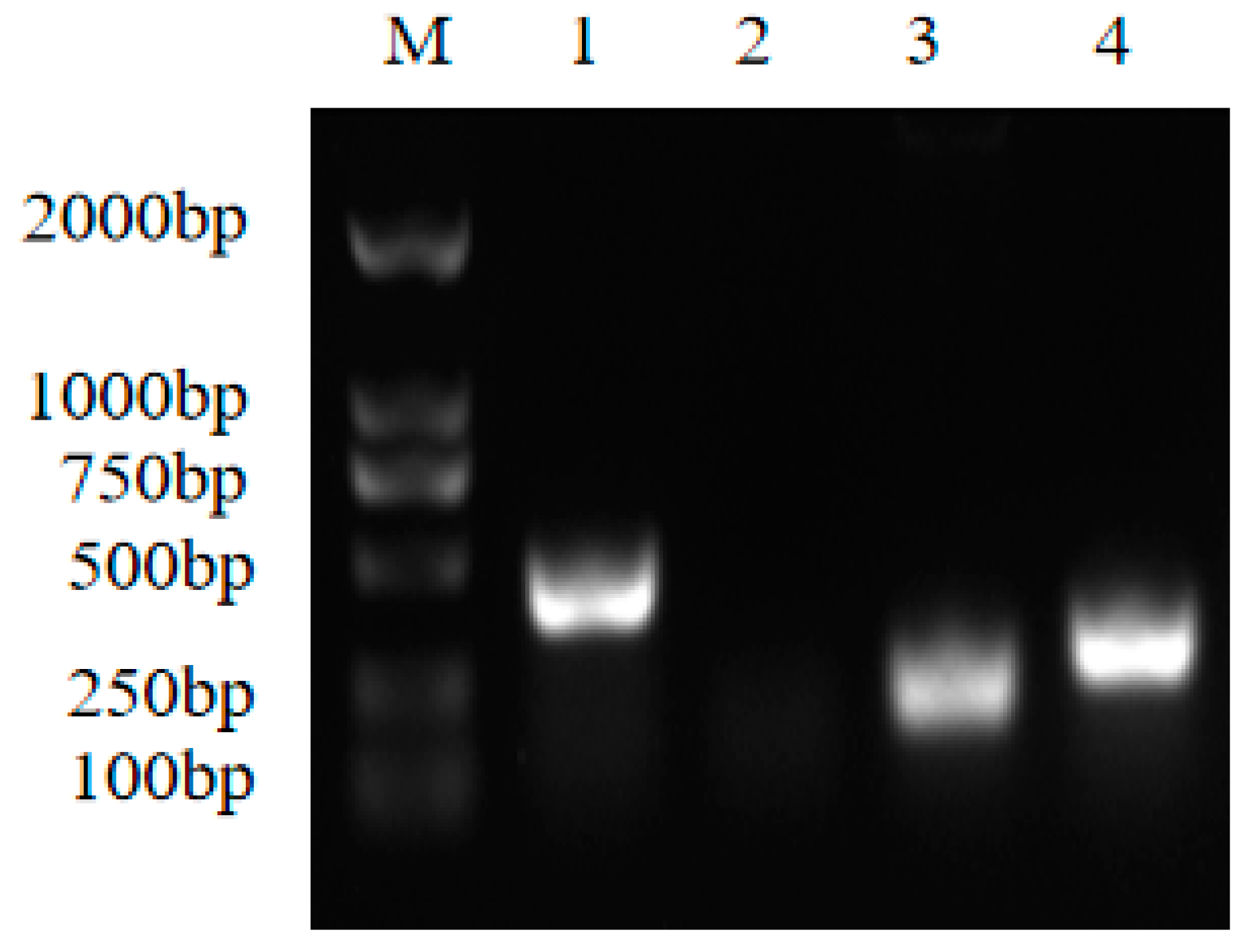 Agronomy 15 00206 g002 Agronomy 15 00206 g002