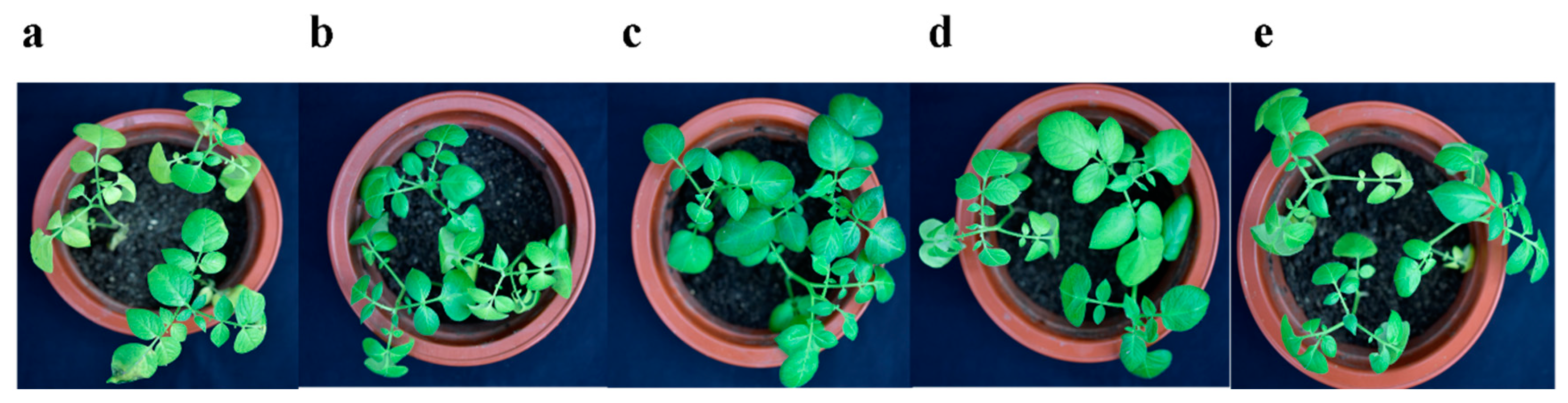 Agronomy 15 00206 g0a5 Agronomy 15 00206 g0a5