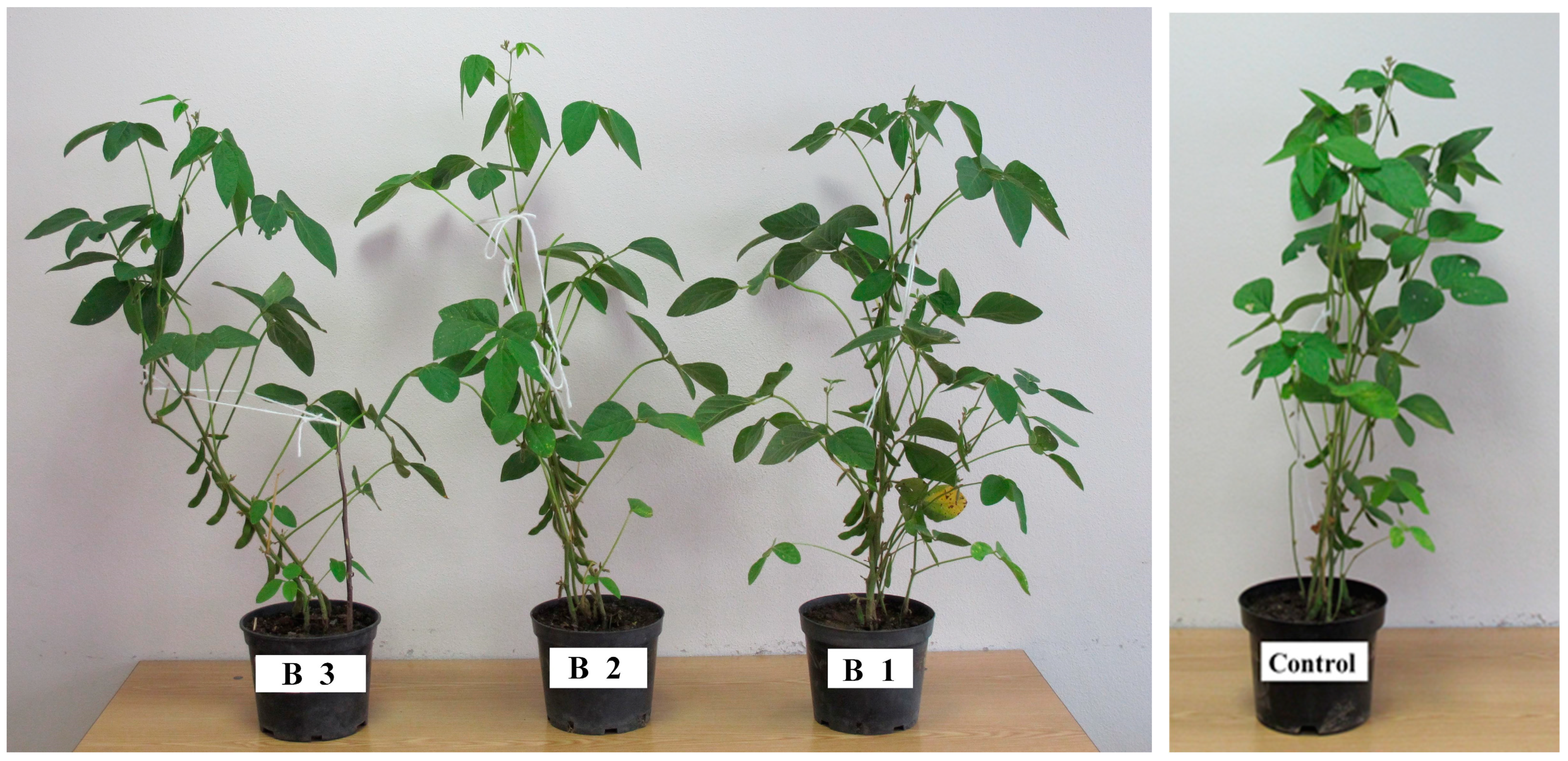 Agronomy 15 00263 g005 Agronomy 15 00263 g005