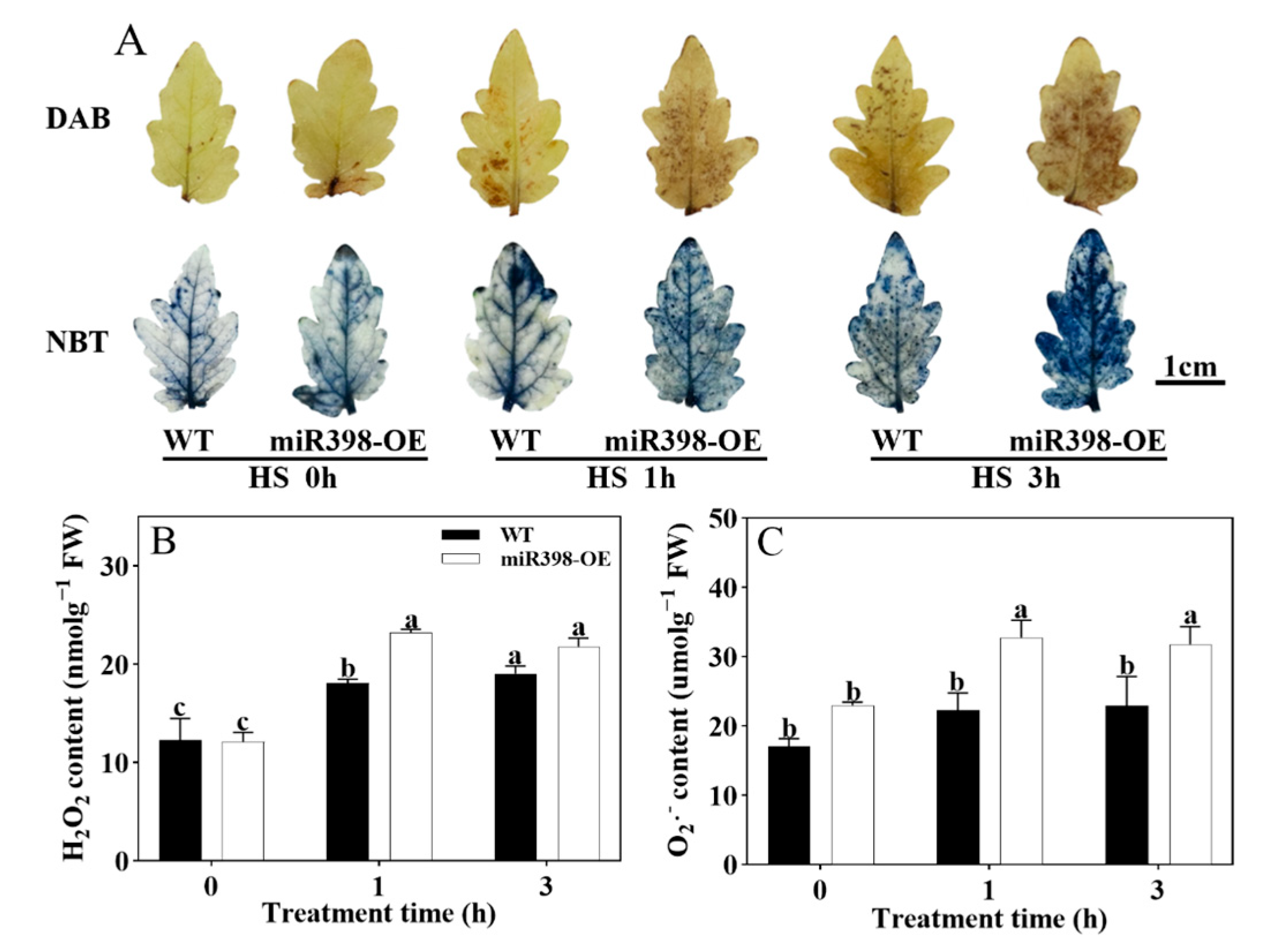 Agronomy 15 00294 g004