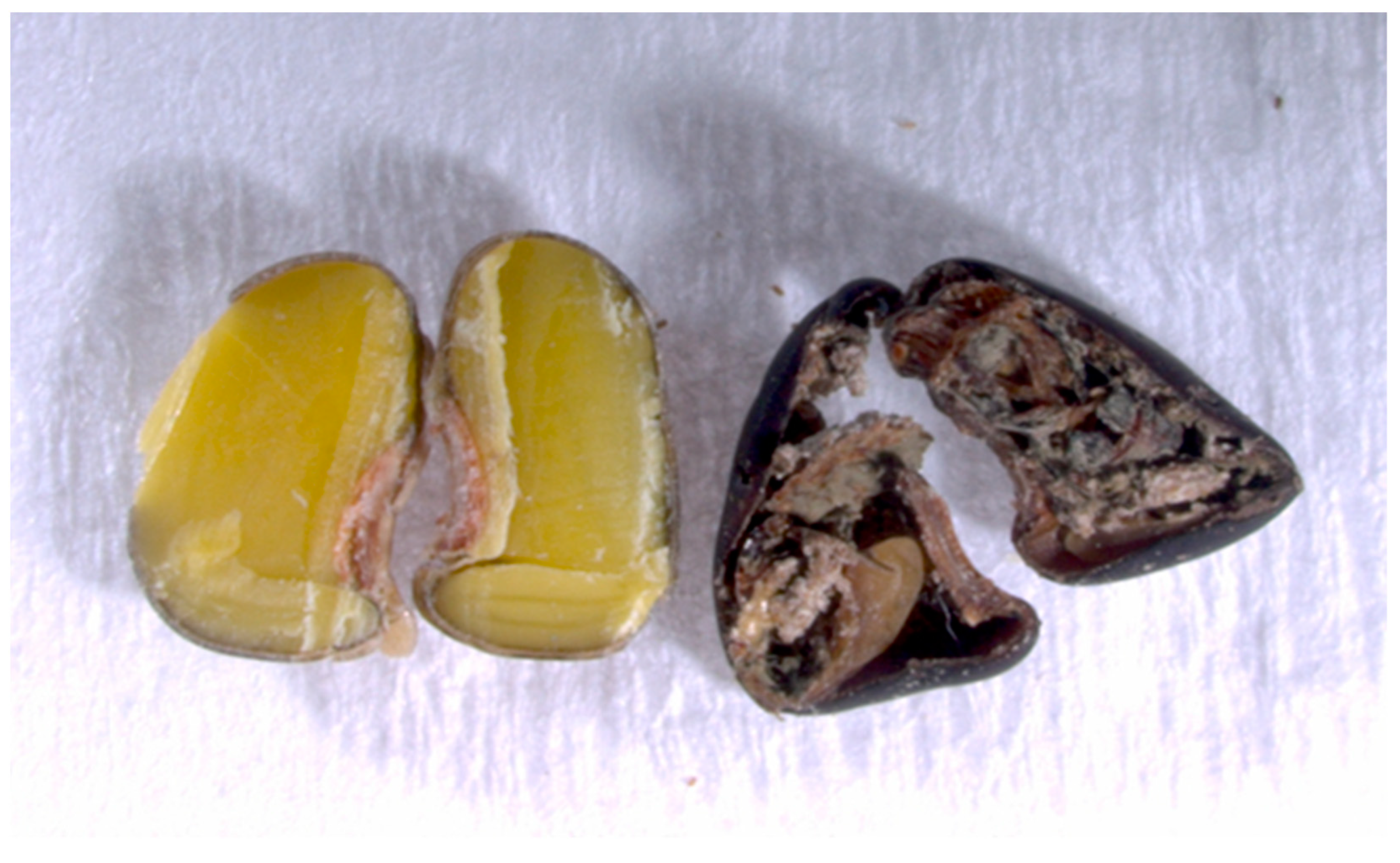 Agronomy 15 00315 g009