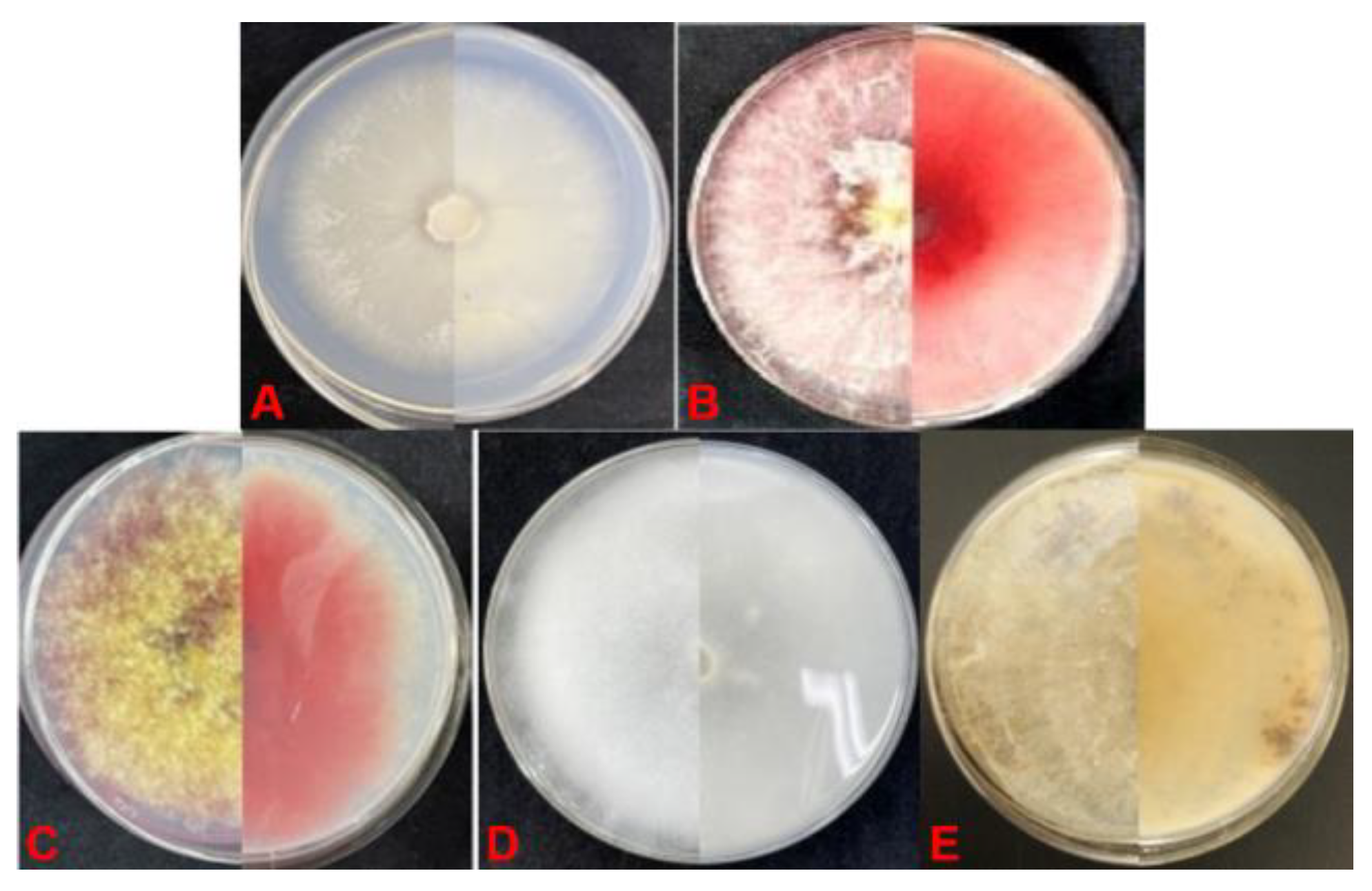 Agronomy 15 00388 g002