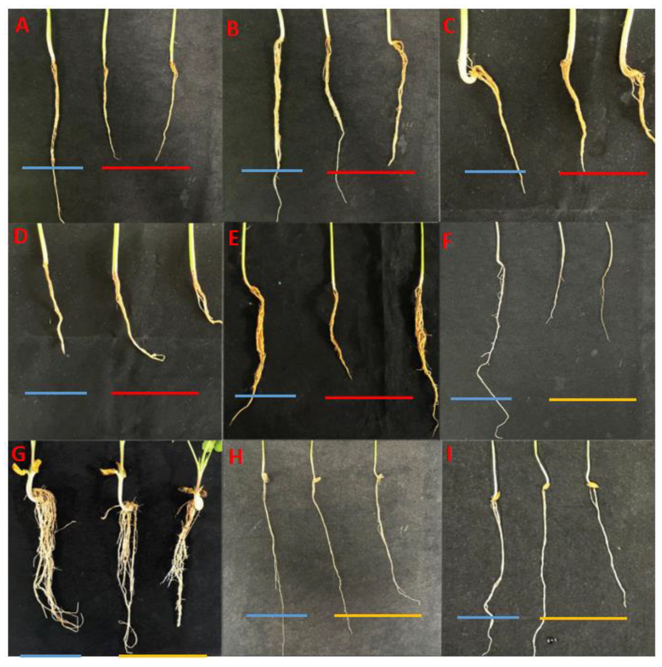 Agronomy 15 00388 g006