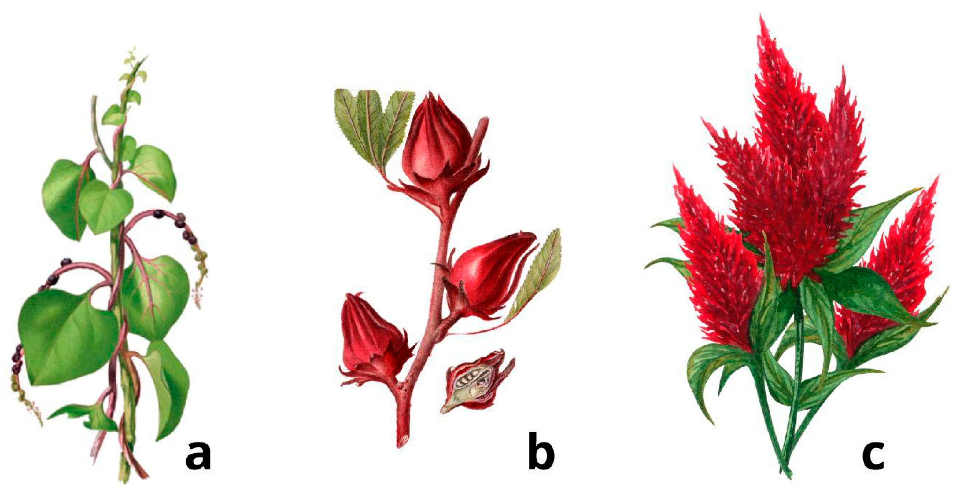 Agronomy 15 00405 g004